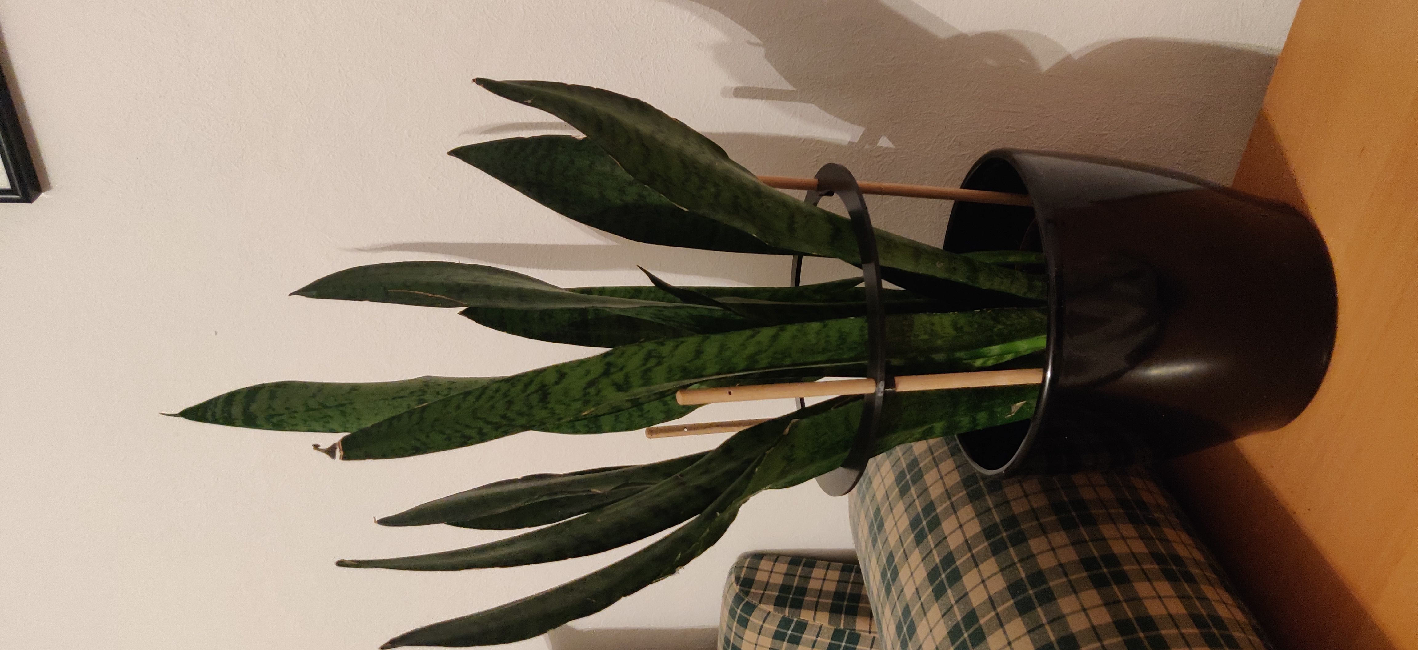Plant Supporter