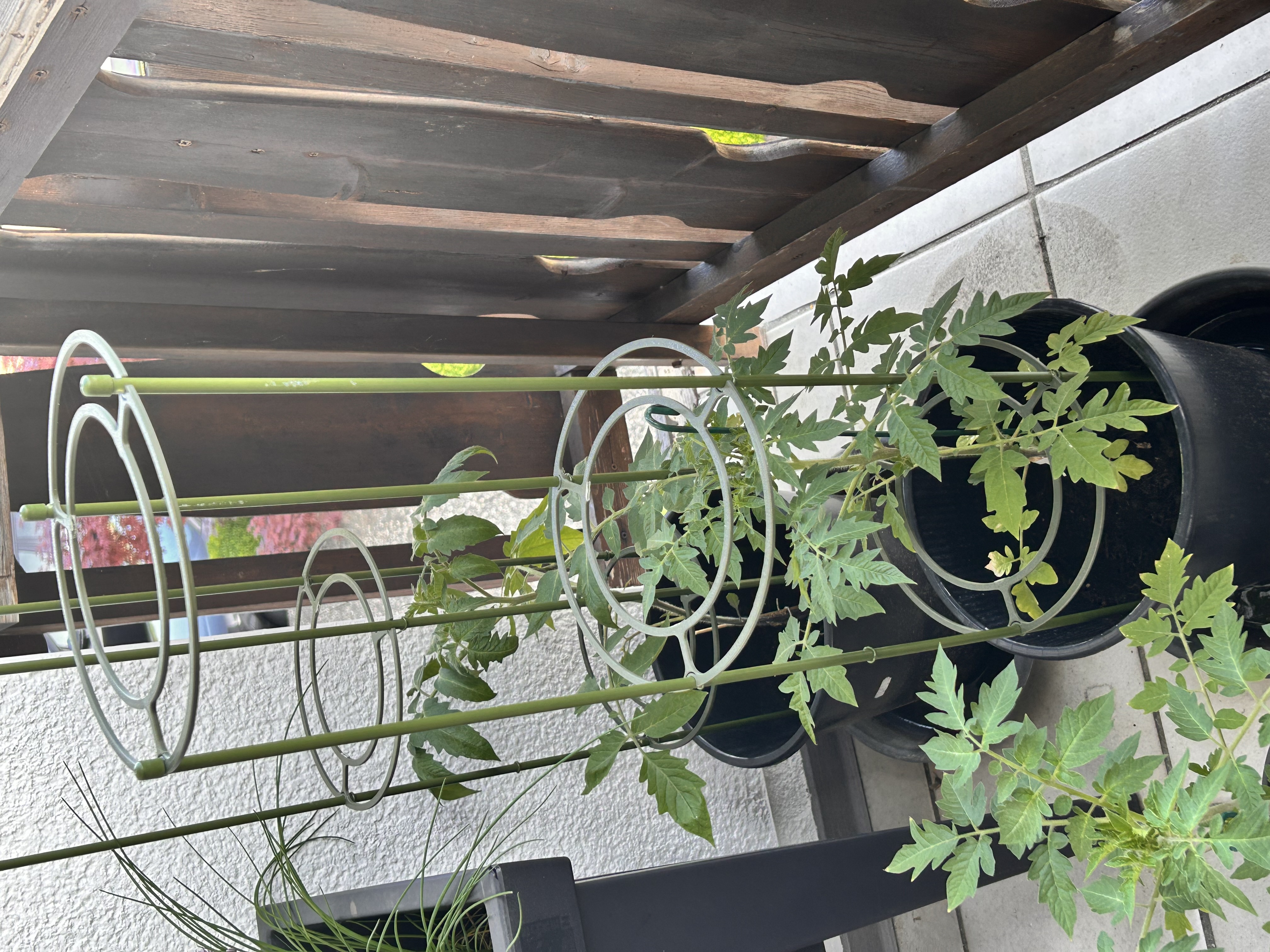 Rankhilfe für Tomaten - Tomato climbing support