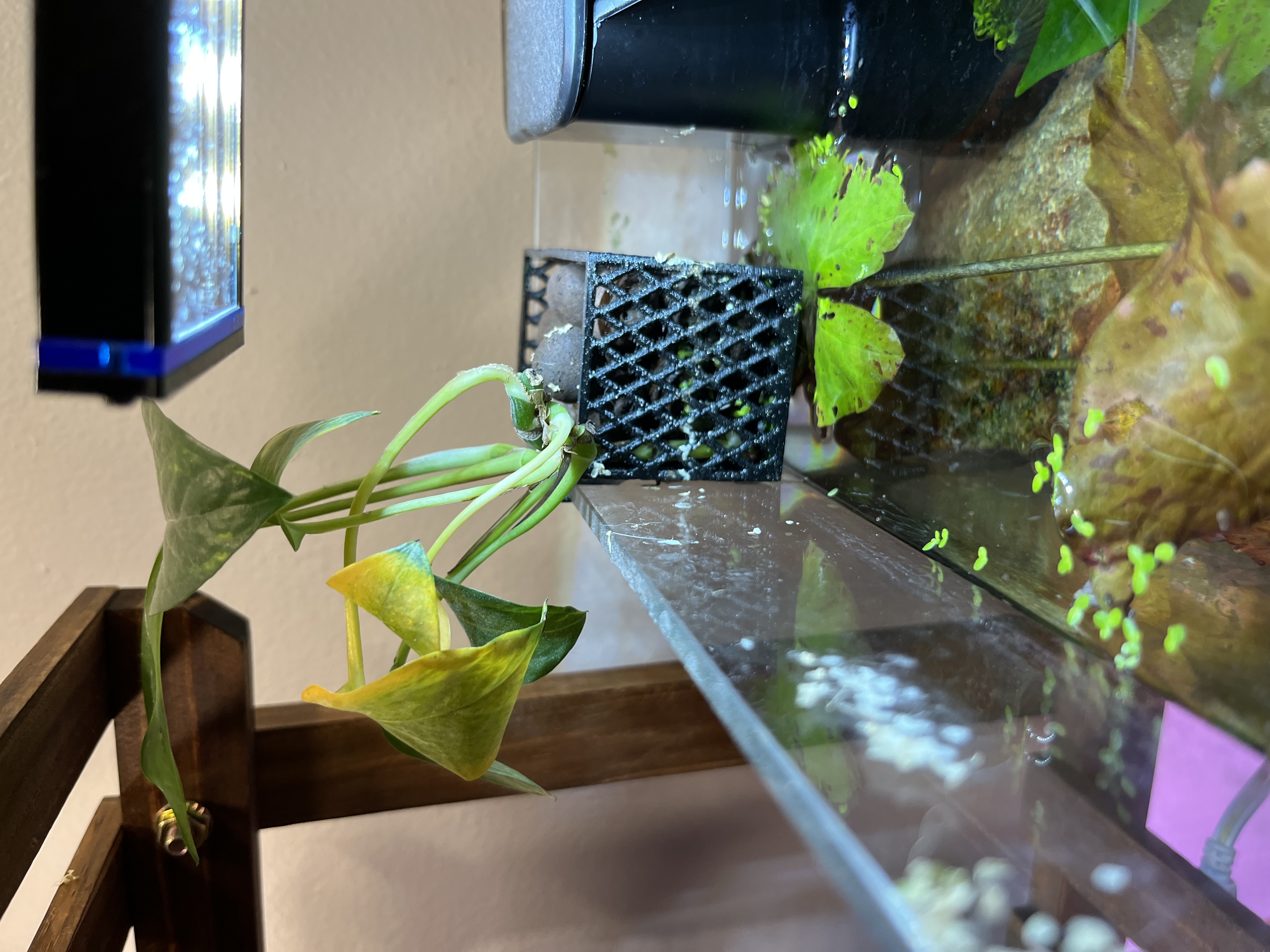 Surface Planter for Aquarium