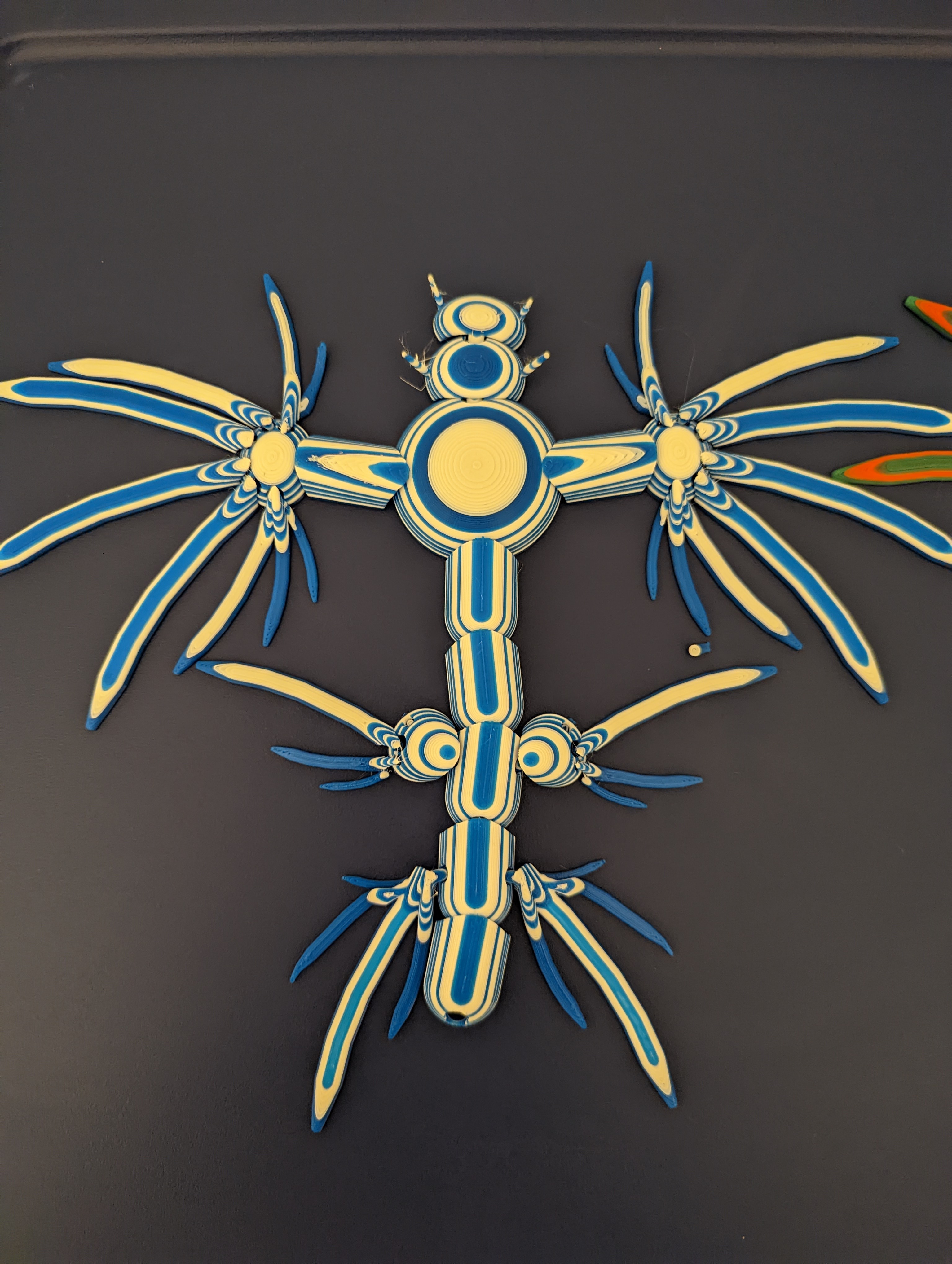 Articulated Blue Dragon Sea Slug