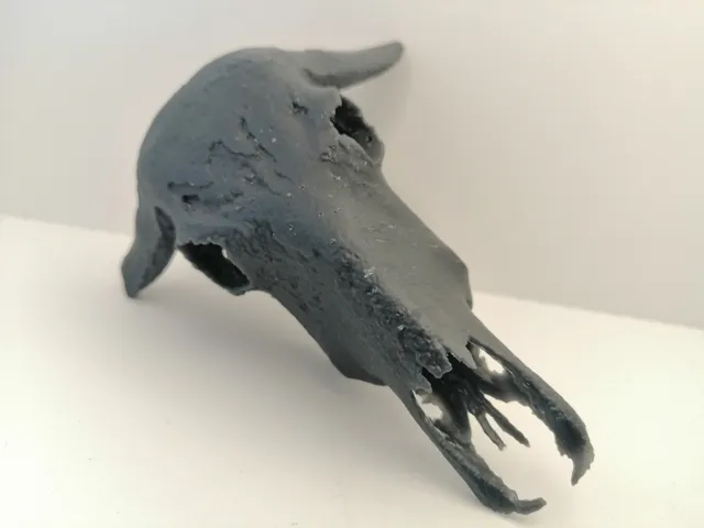 Buffalo Skull