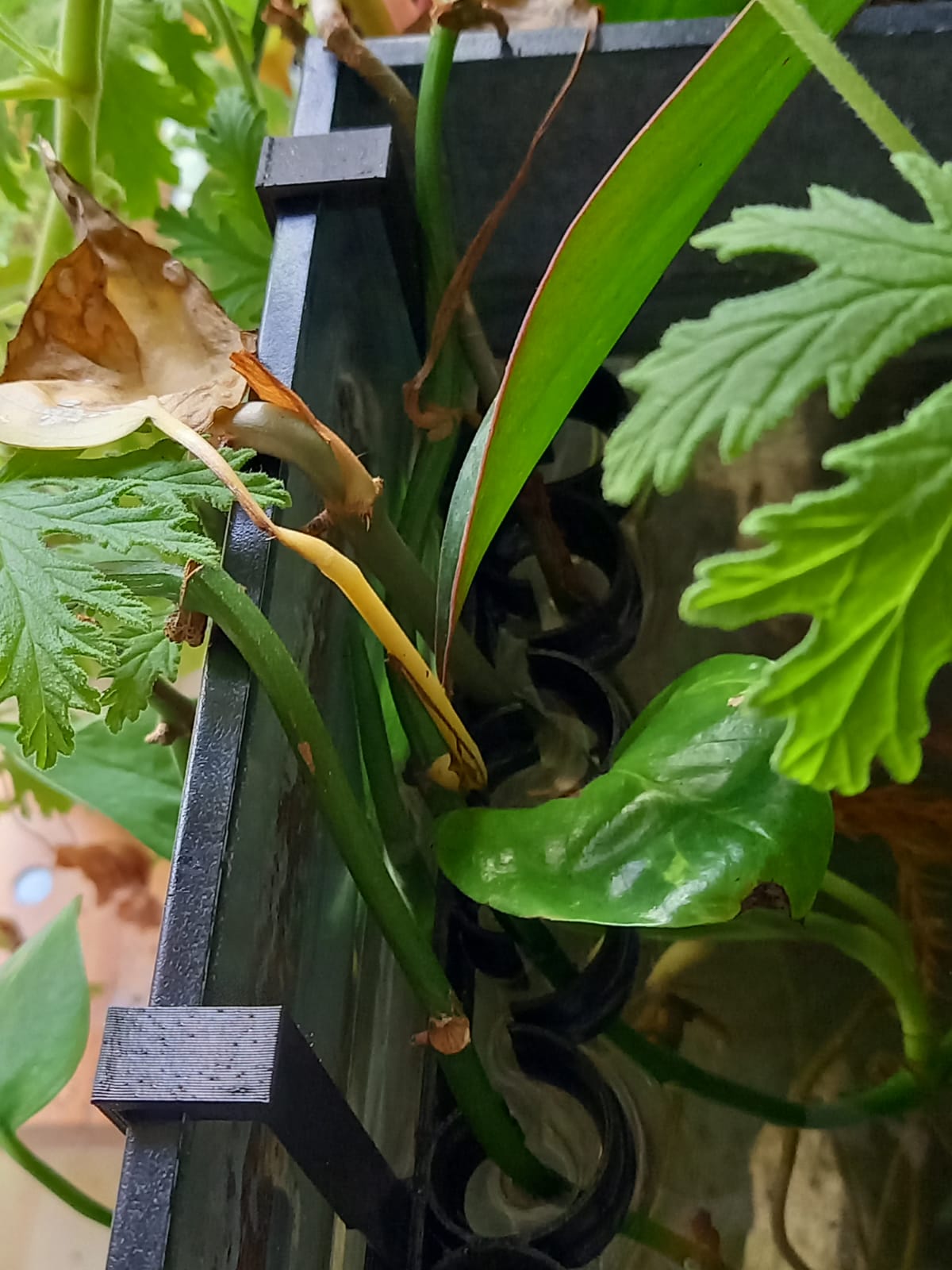 Holder for emergent aquarium plants by HvL Download free STL model
