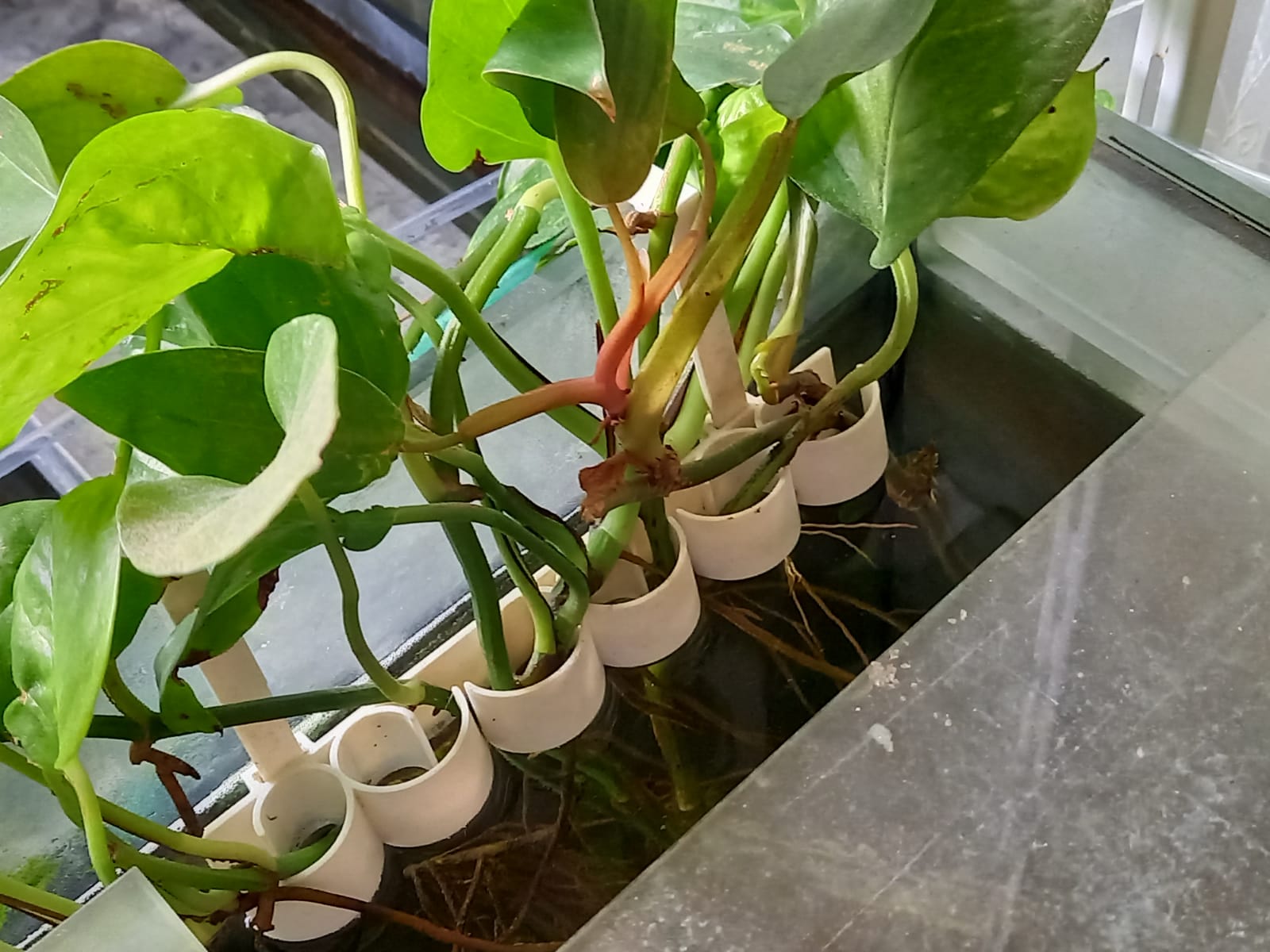 Holder for emergent aquarium plants