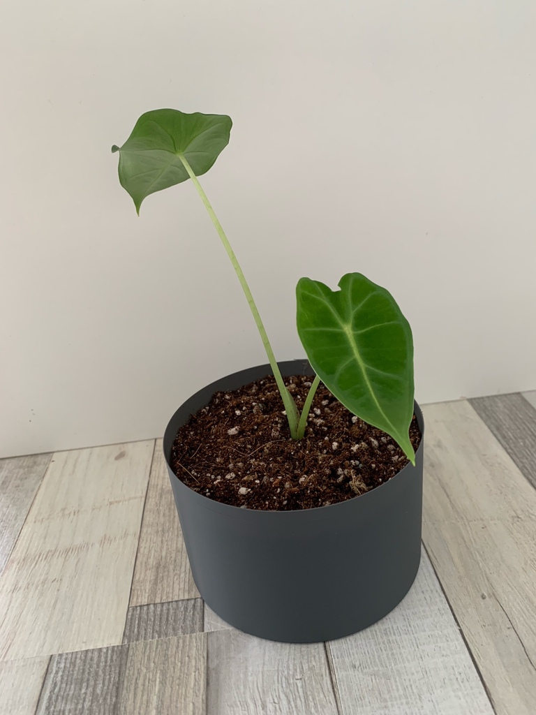plant pot and soucer