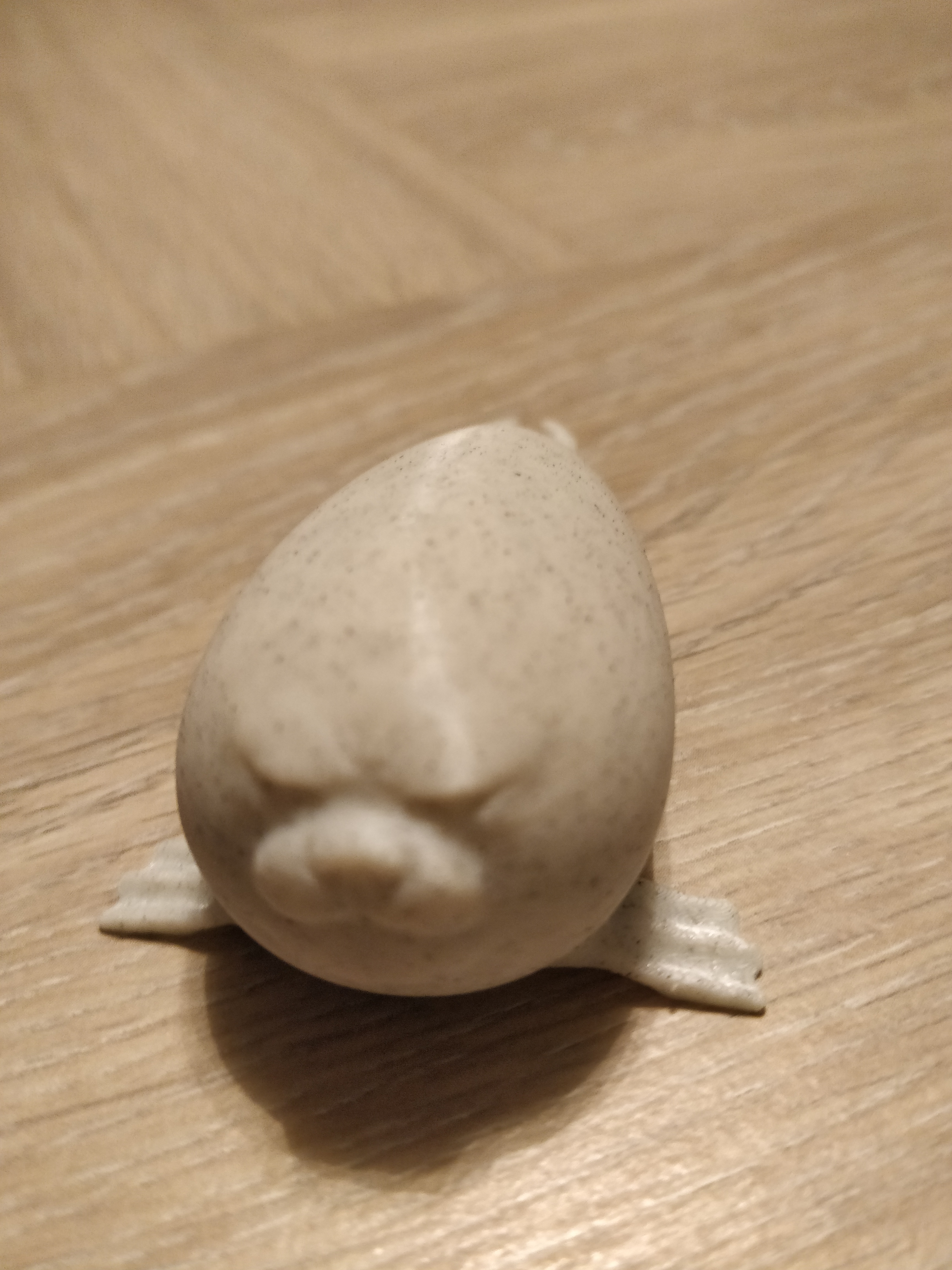 Grumpy seal