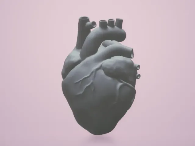 Anatomical Heart