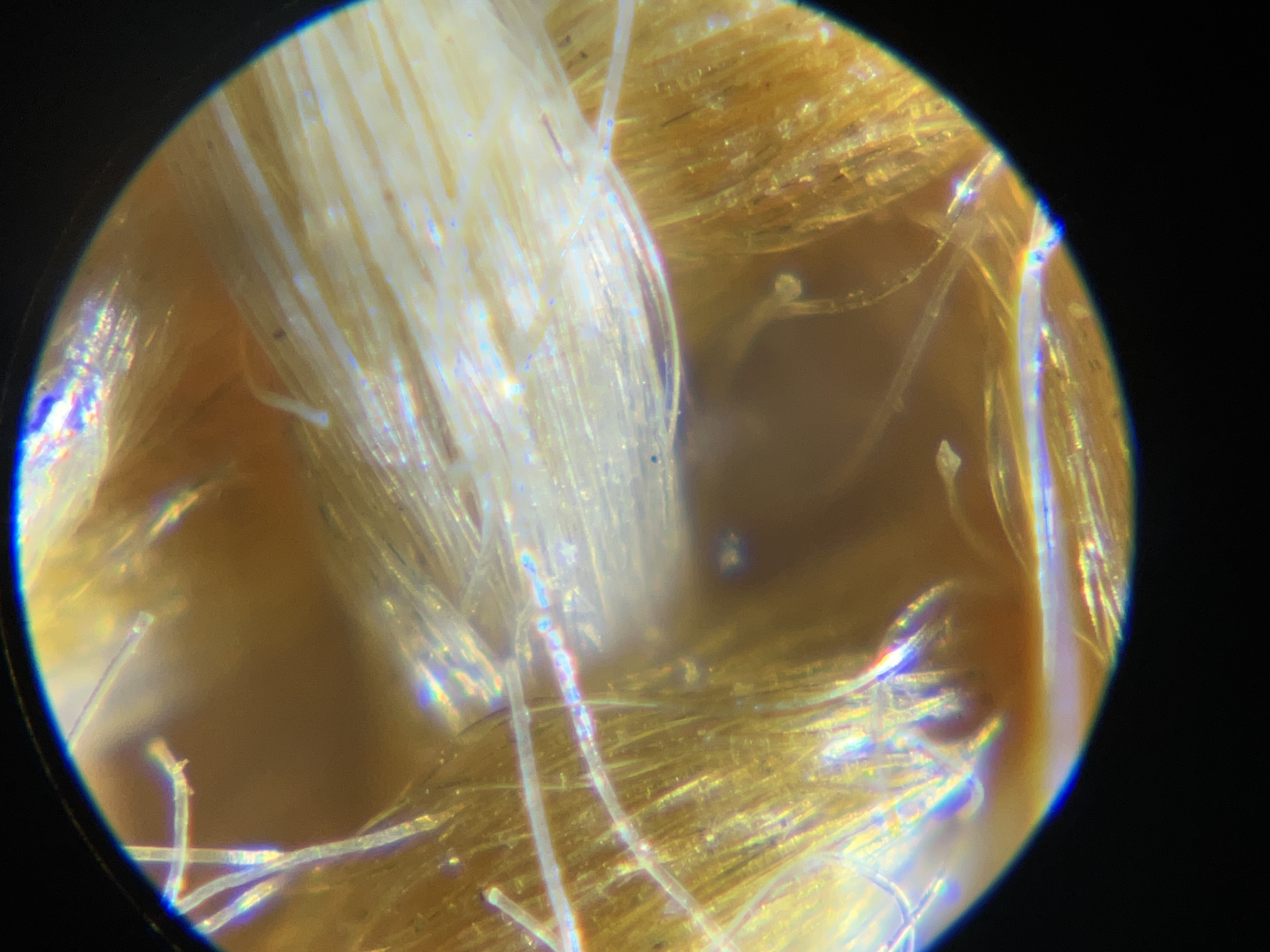 Miniatura 5 do modelo 3D Turn your iPhone into a Microscope