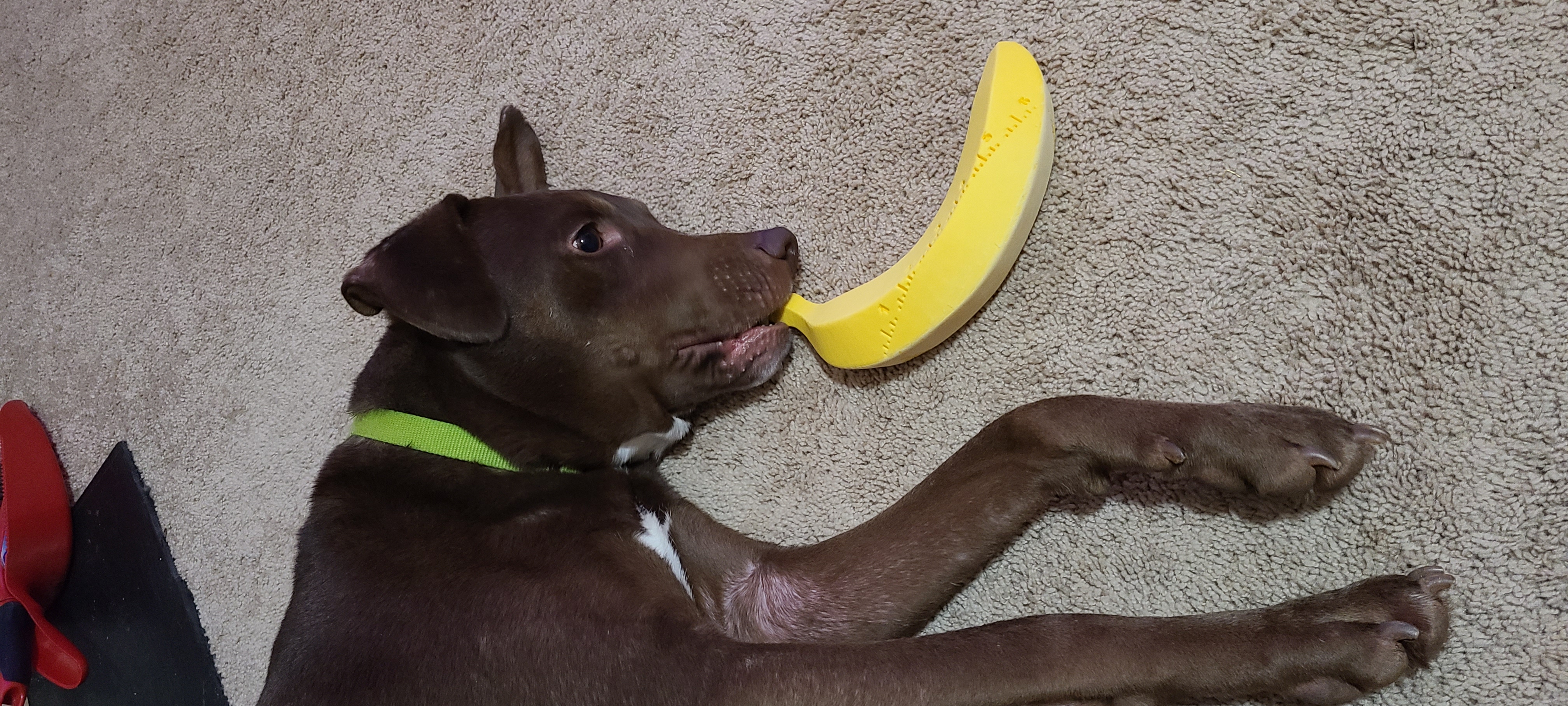 Banana 4 Scale