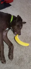 Banana 4 Scale