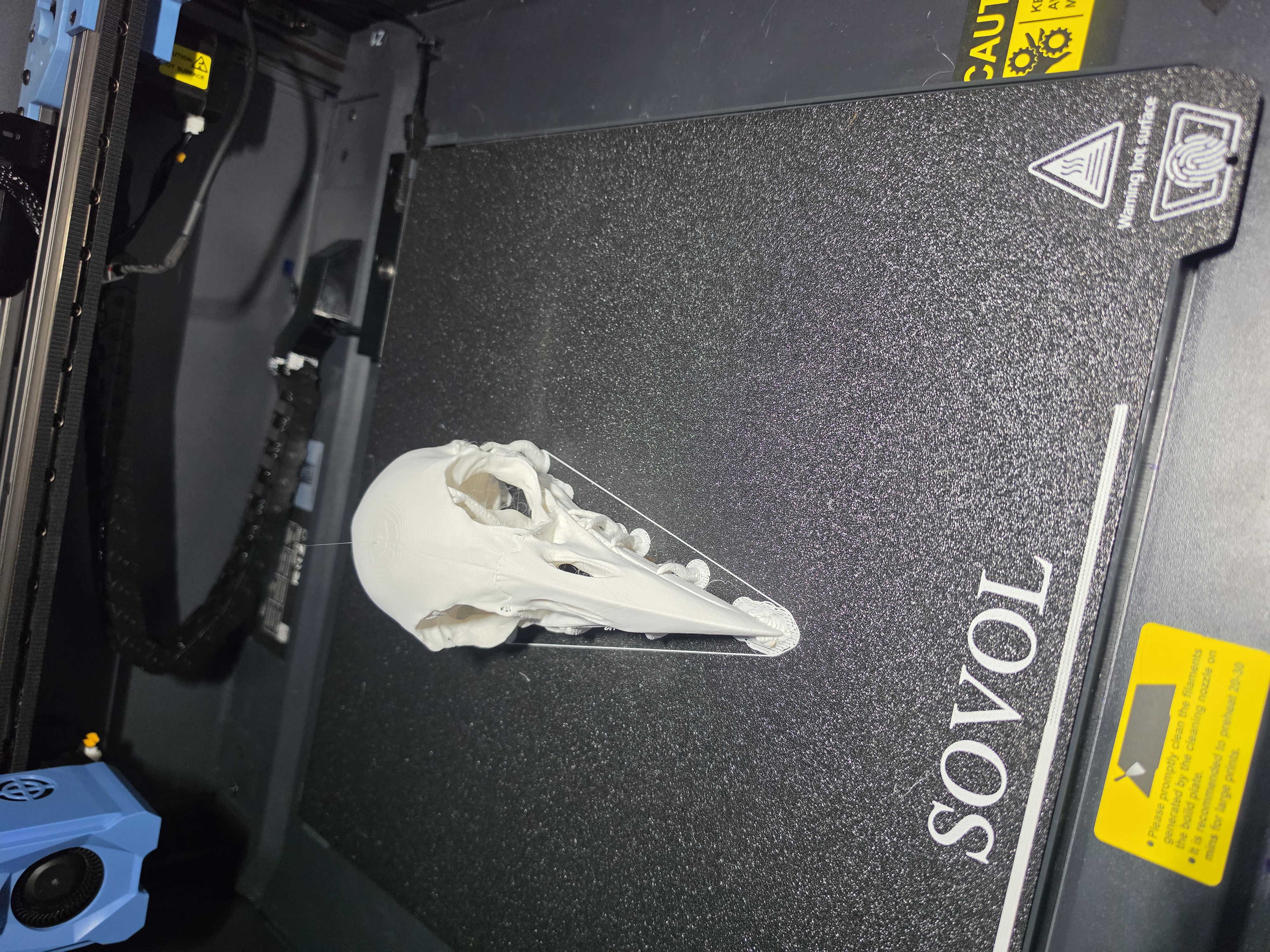 Raven skull