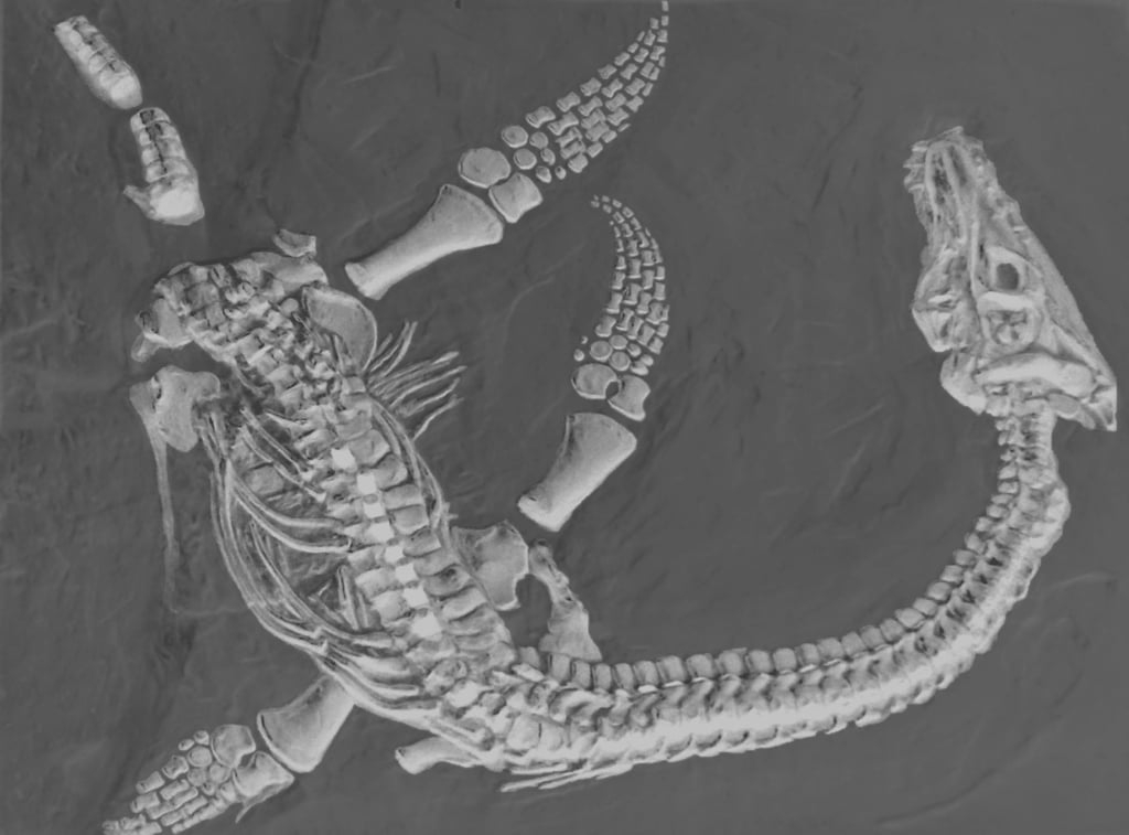 Plesiosaurus Fossil — miniatura 3