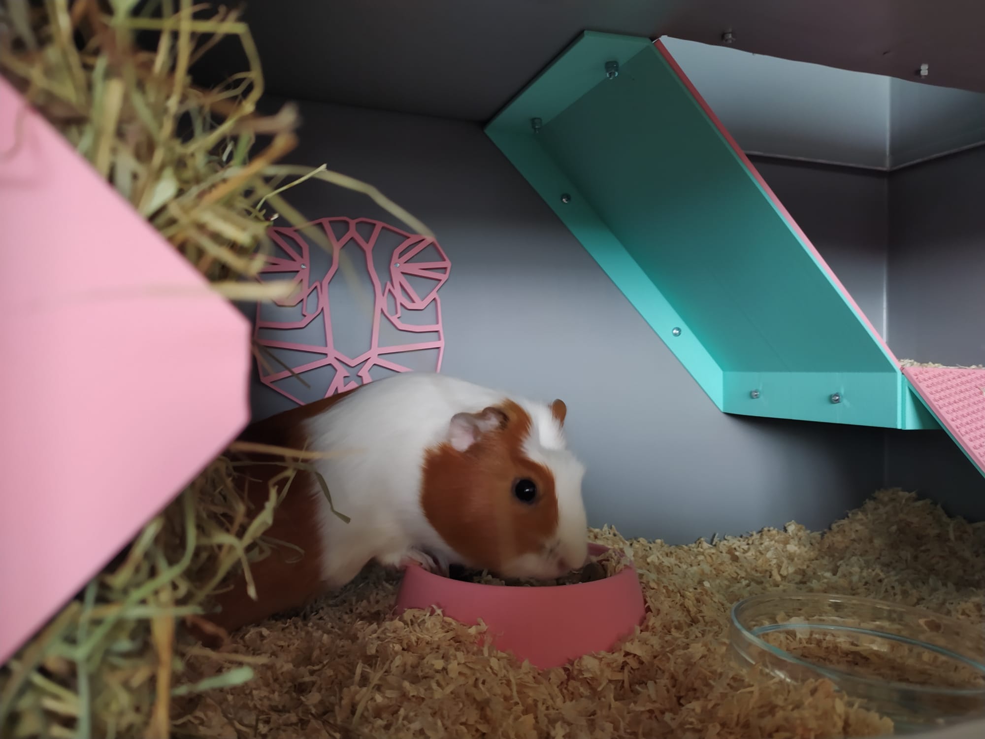 Guinea pig house by Michal Hlaváč Download free STL model