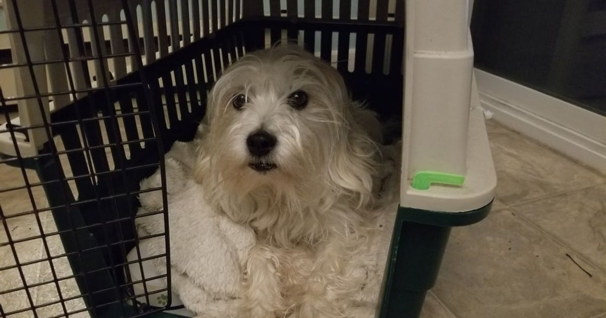 Remington Dog Crate Clip by tyler Download free STL model