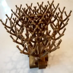 ES Cactus