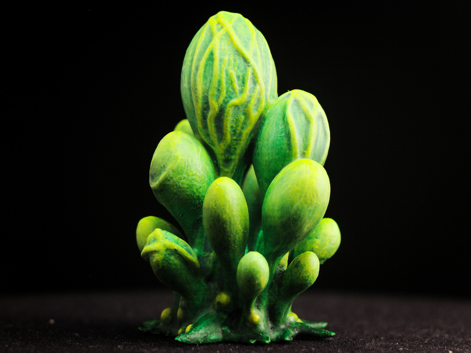 Tabletop plant: "Blob Crowd Plant" (Alien Vegetation 15)