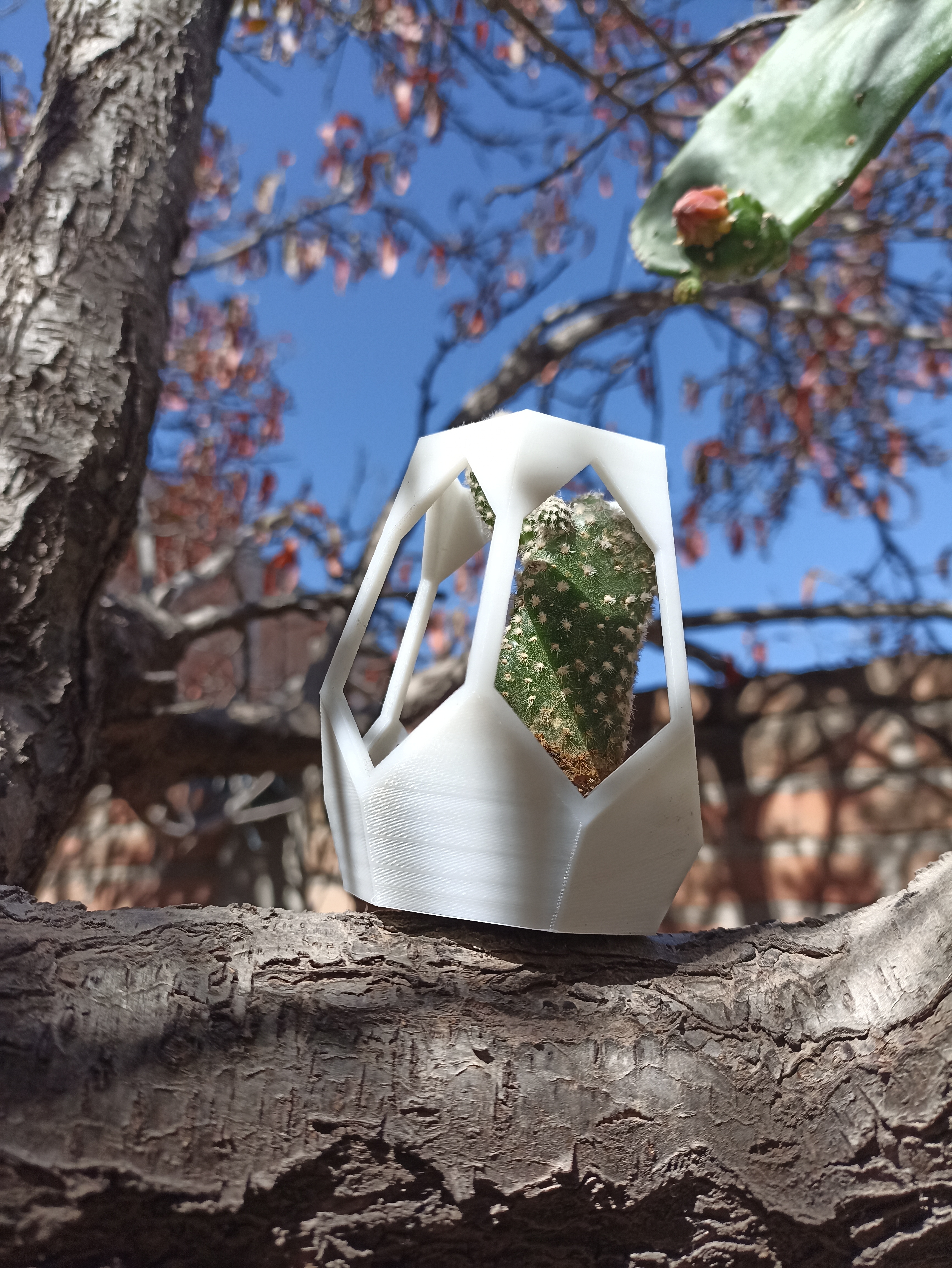 hexagonal planter for tree