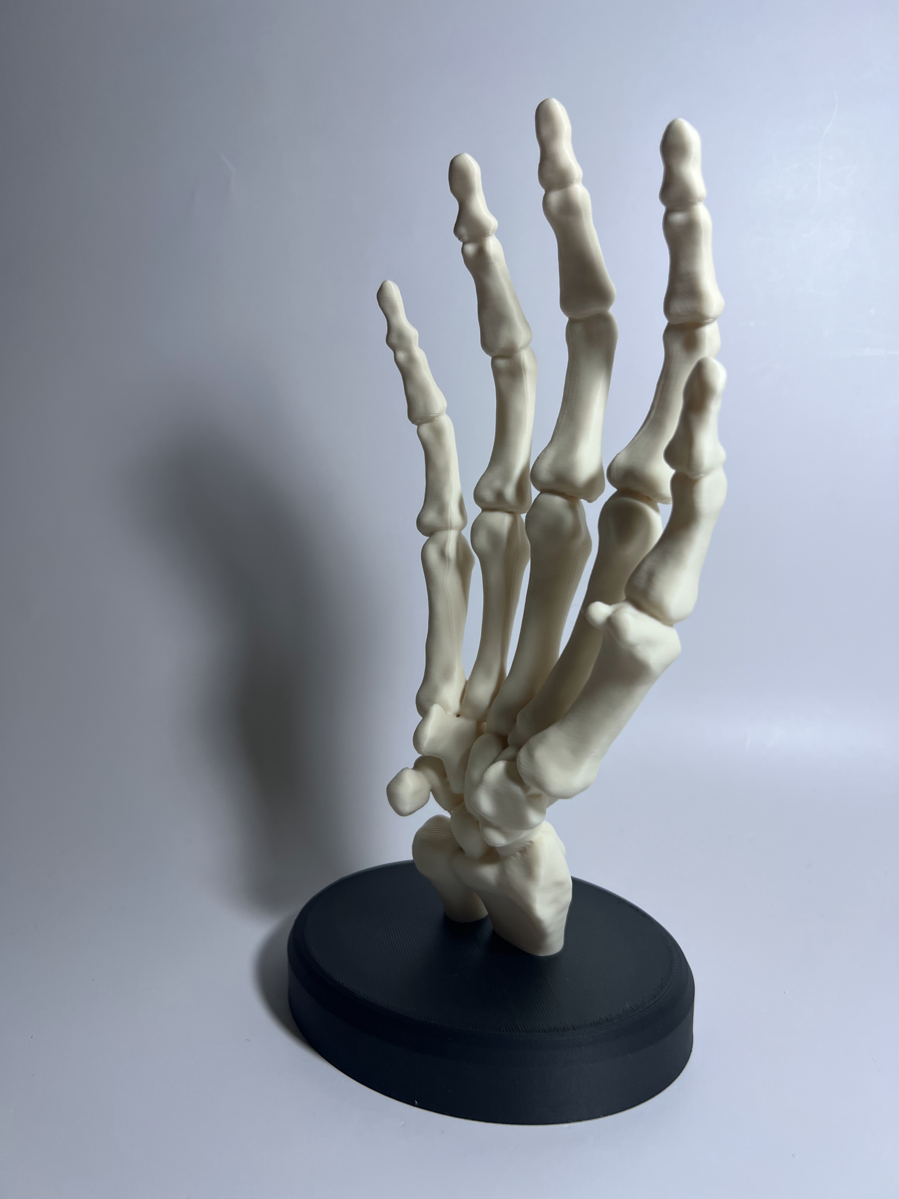 Miniatura 3 do modelo 3D Skeletal Hand with Base