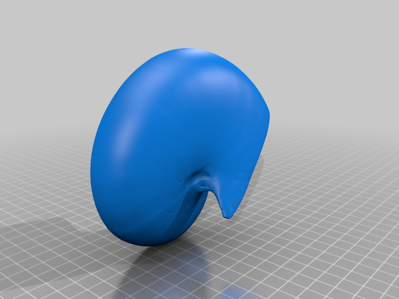 Nautilus Shell