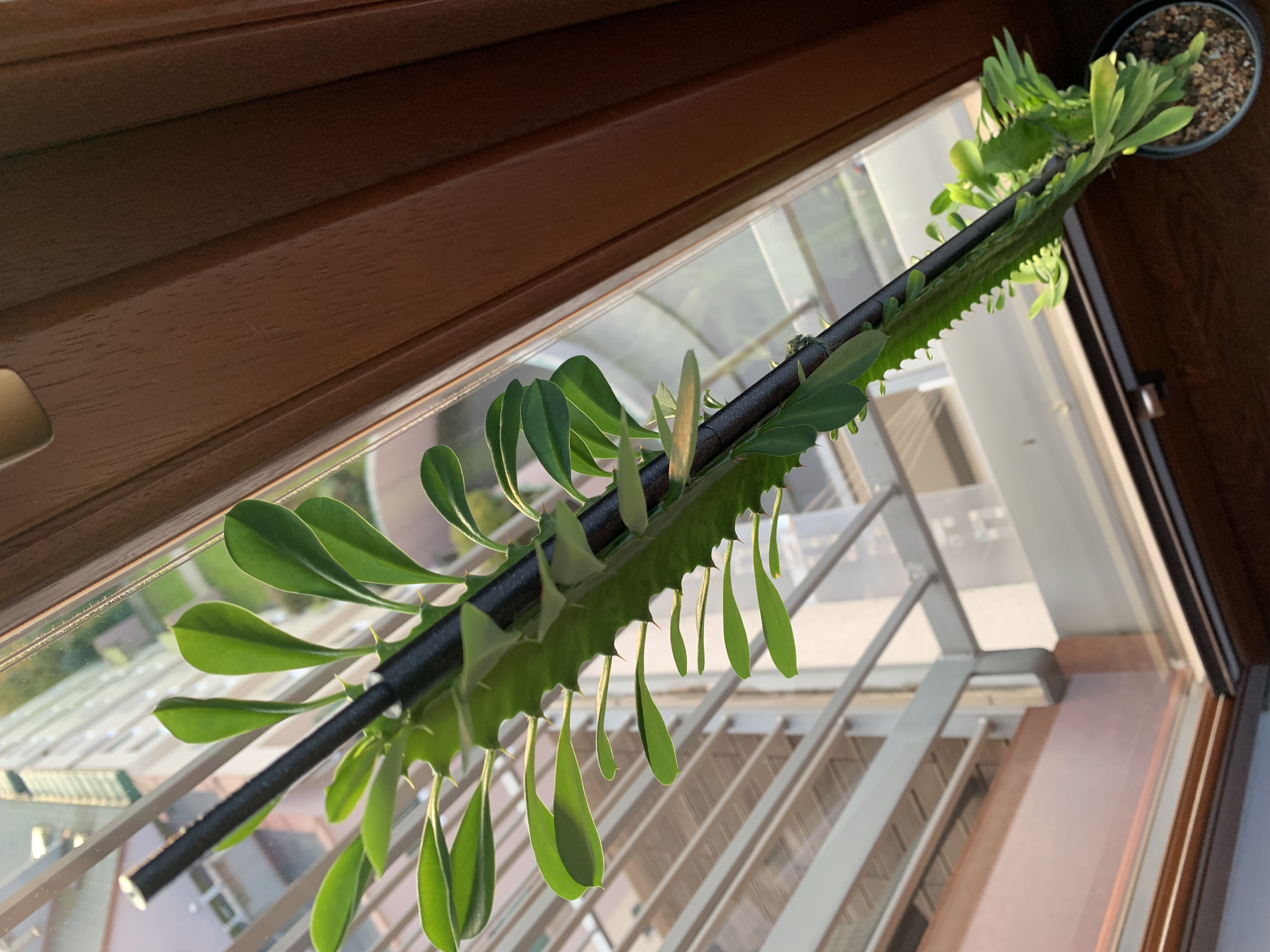 Stackable Plant Support Stick