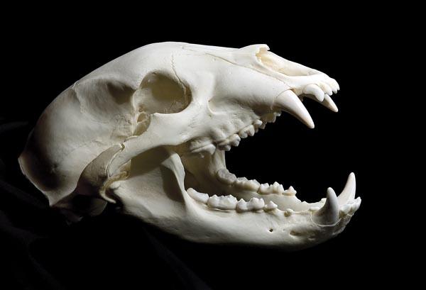 Black bear skull (very high quality)