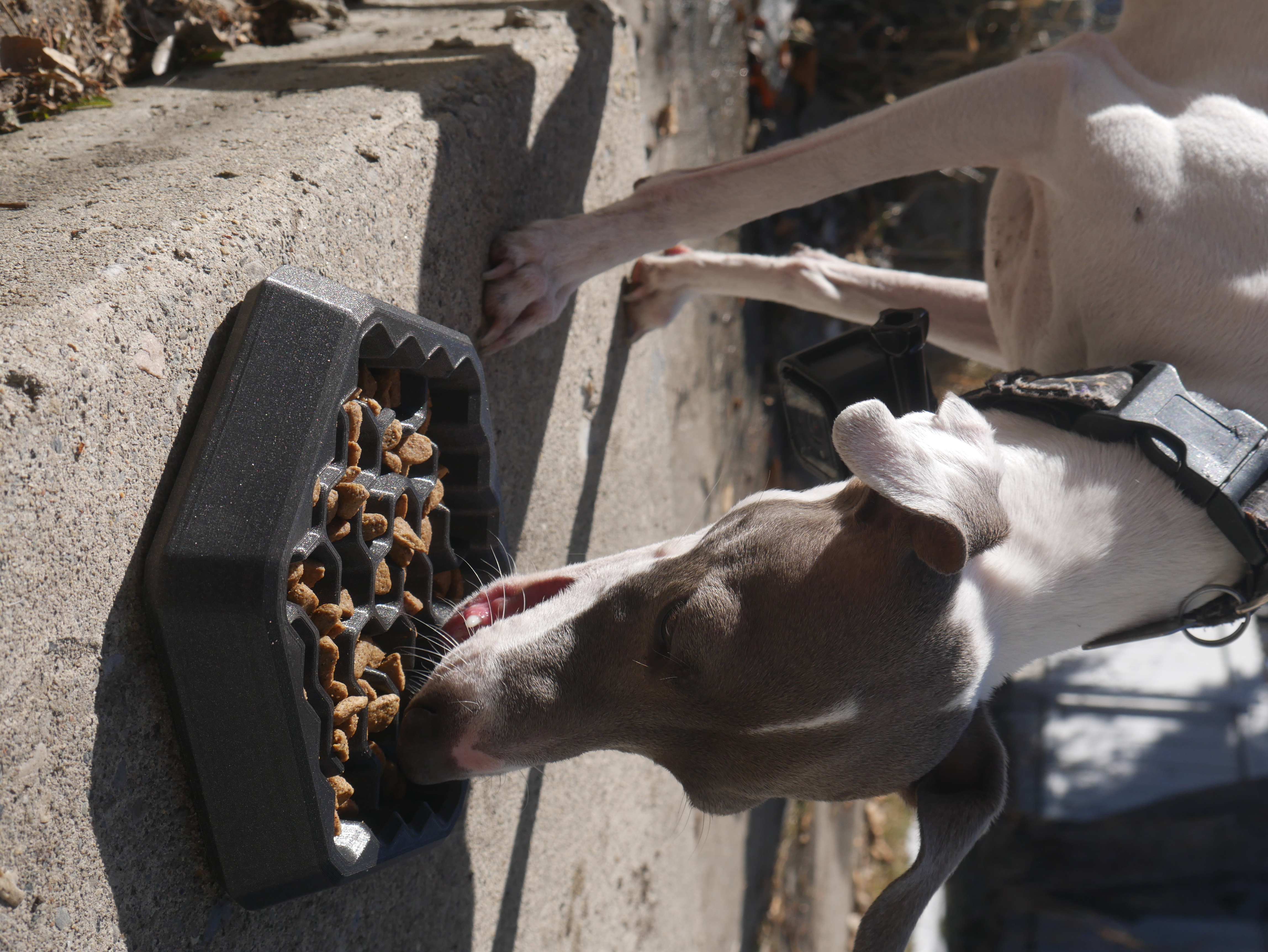 slow feed maze bowl for dogs/cats
