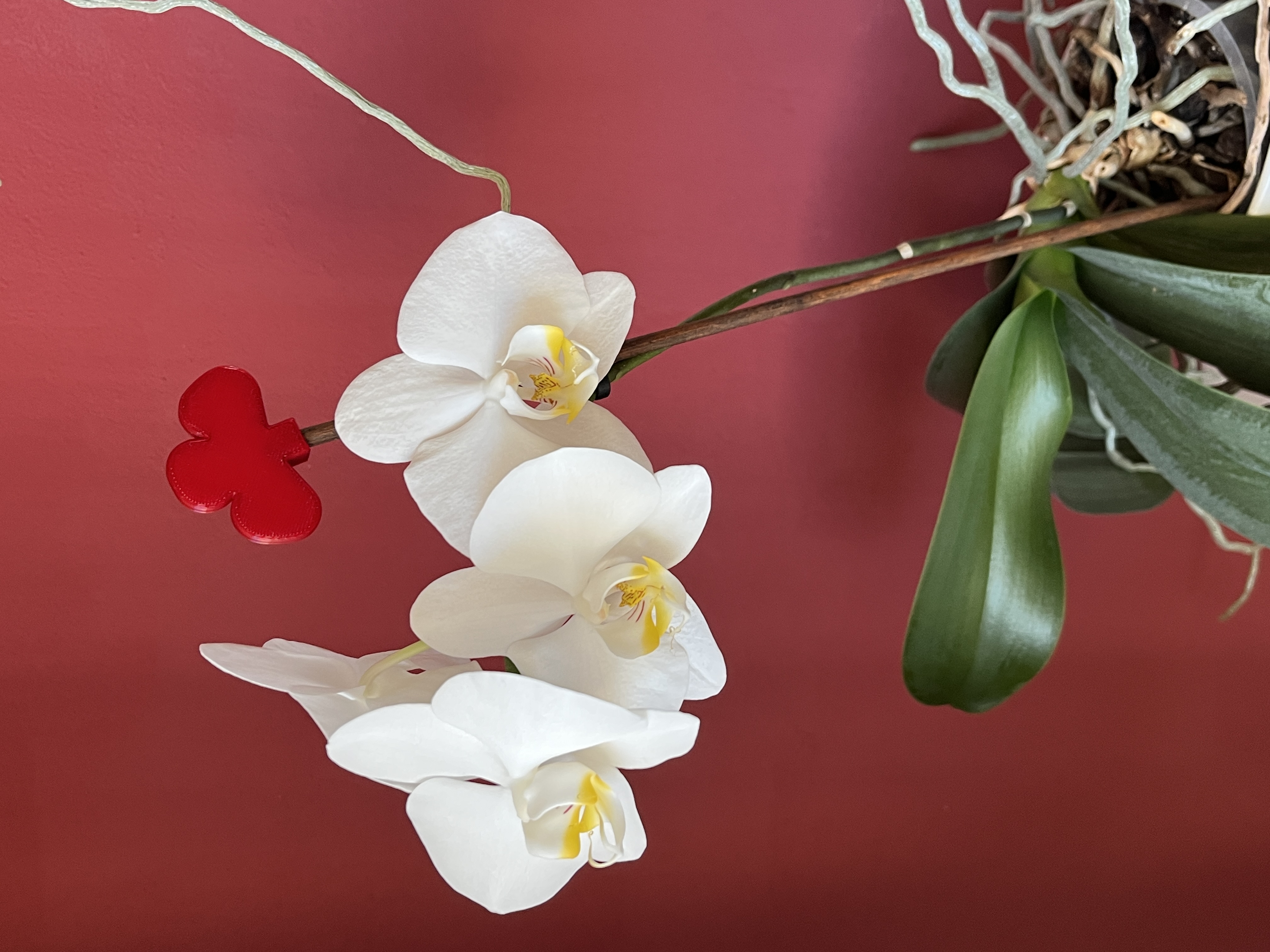 Orchid decoration