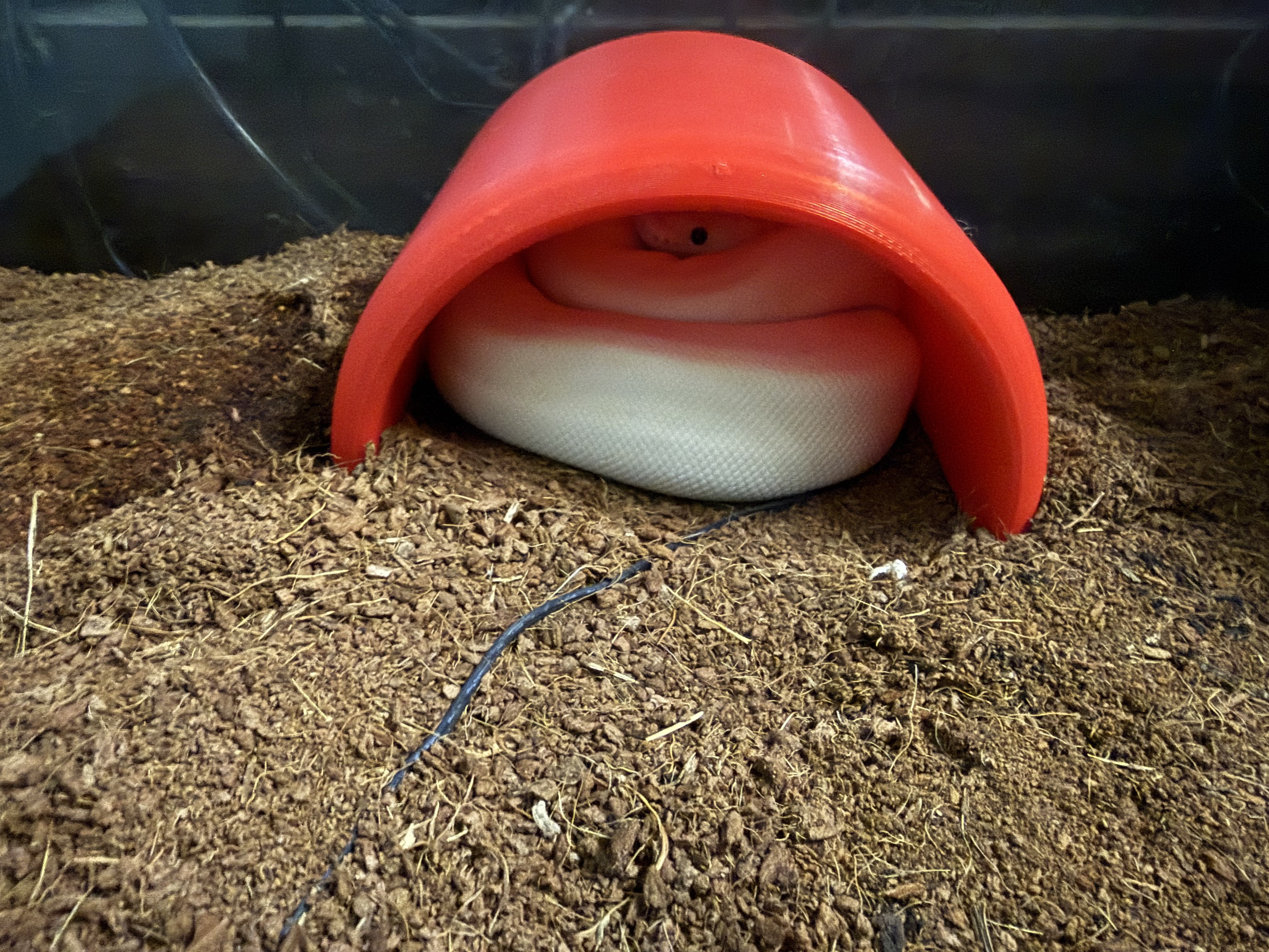 Snake Hide - Half Log
