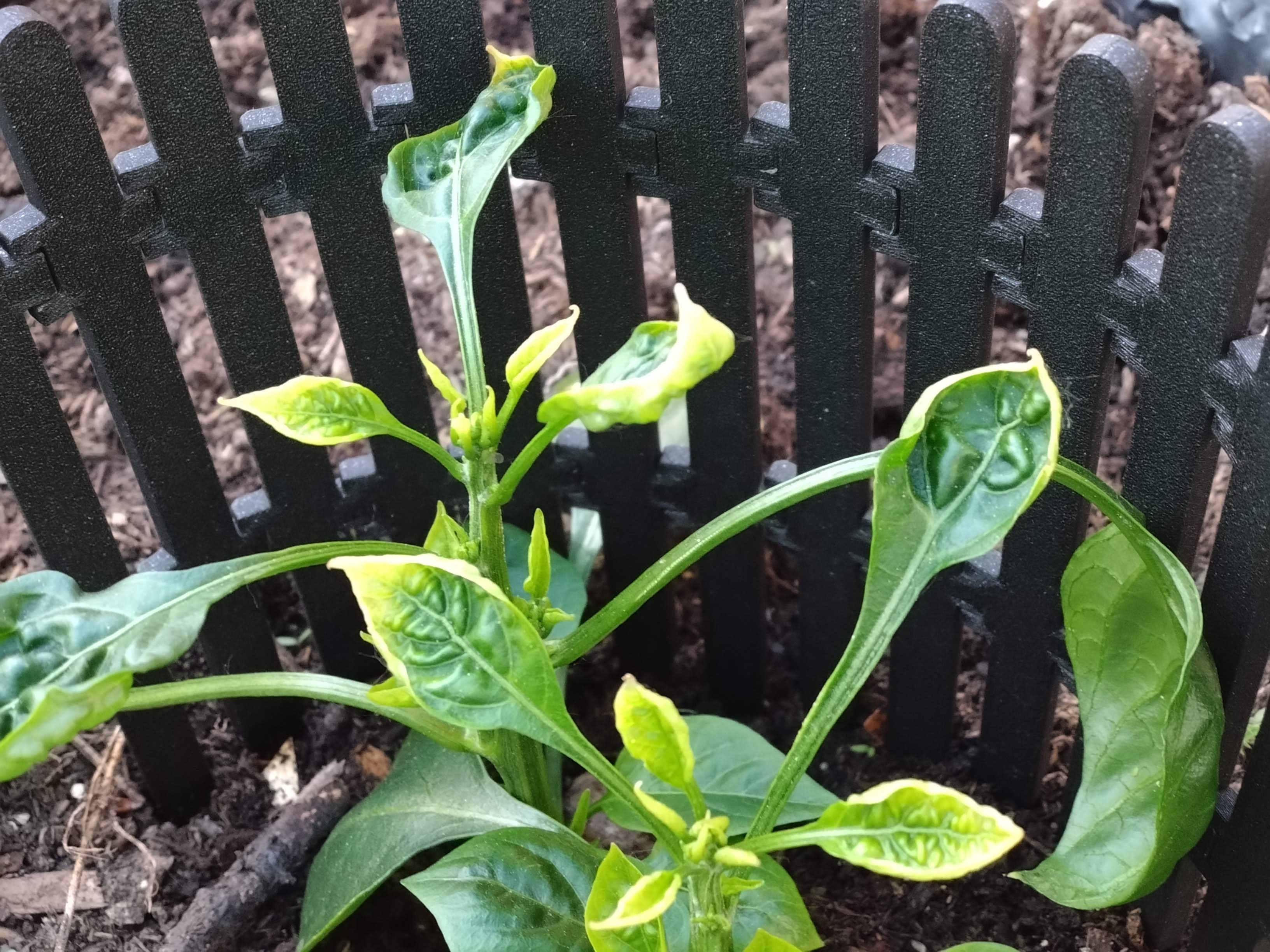 Miniatura 4 do modelo 3D plant enclosure