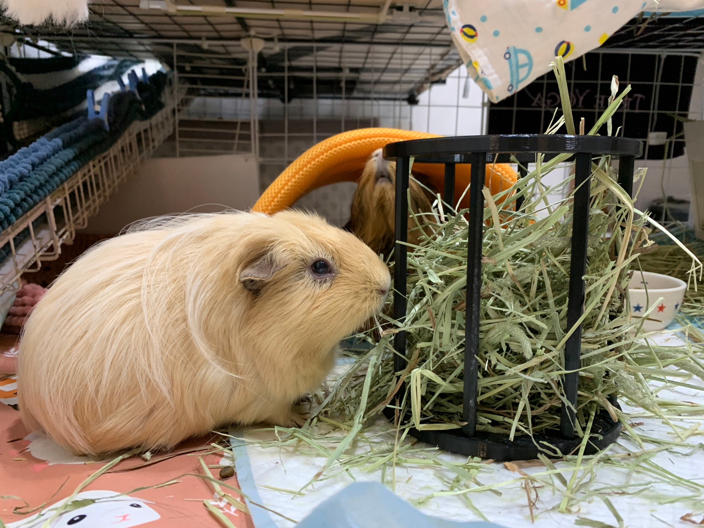 Guinea Pig's Hay Rack by Troy Lee Download free STL model