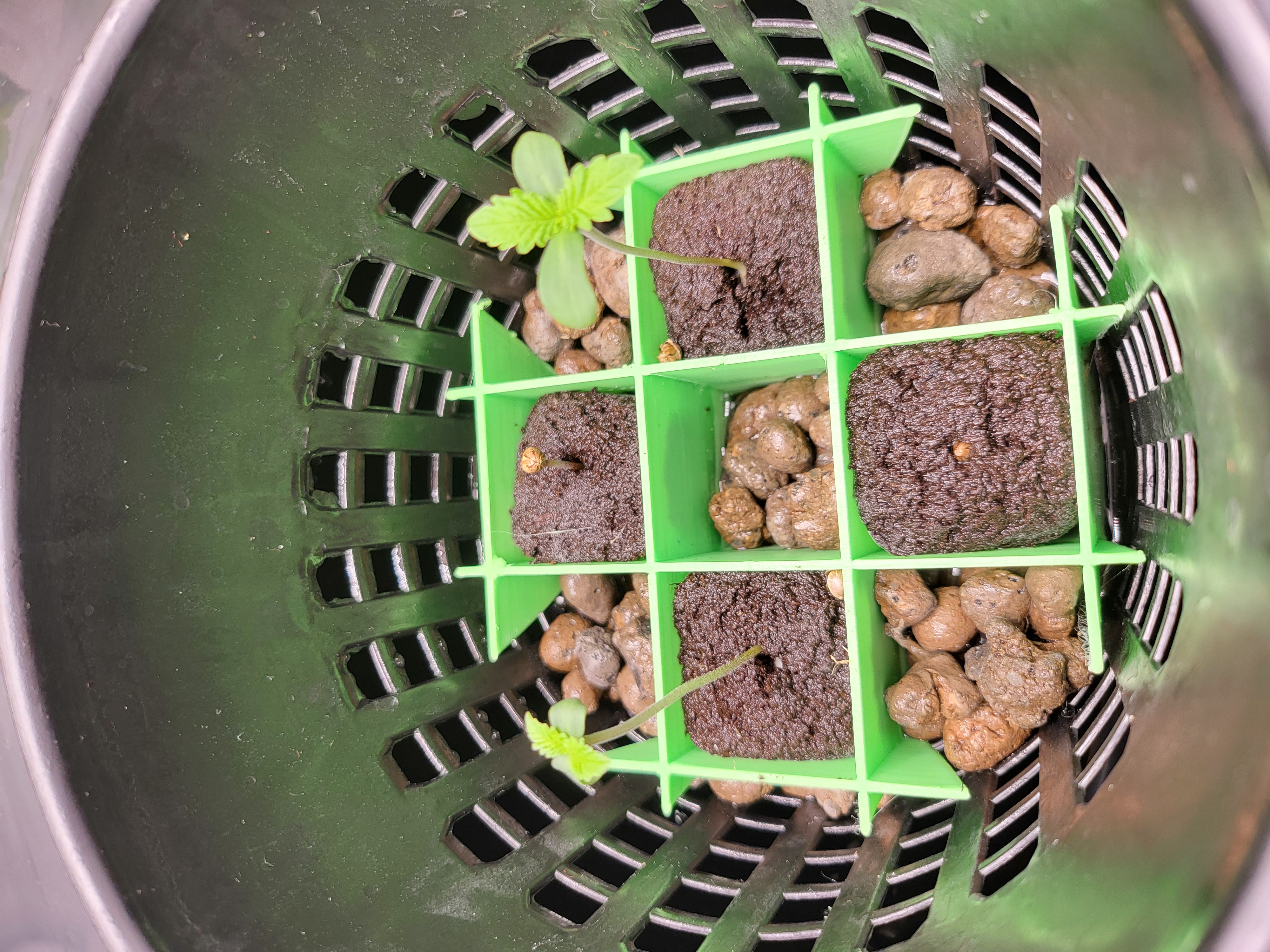 Seedling Separator for 6 inch net pots