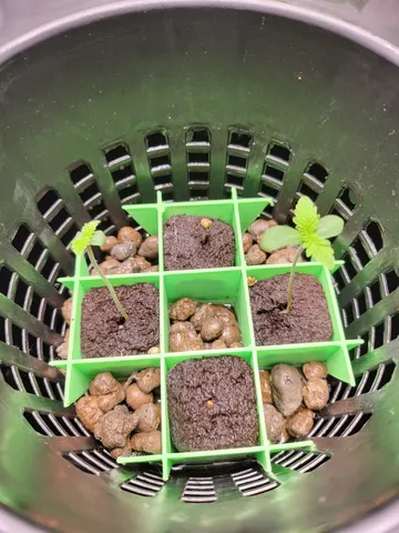 Seedling Separator for 6 inch net pots