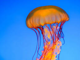 jellyfish