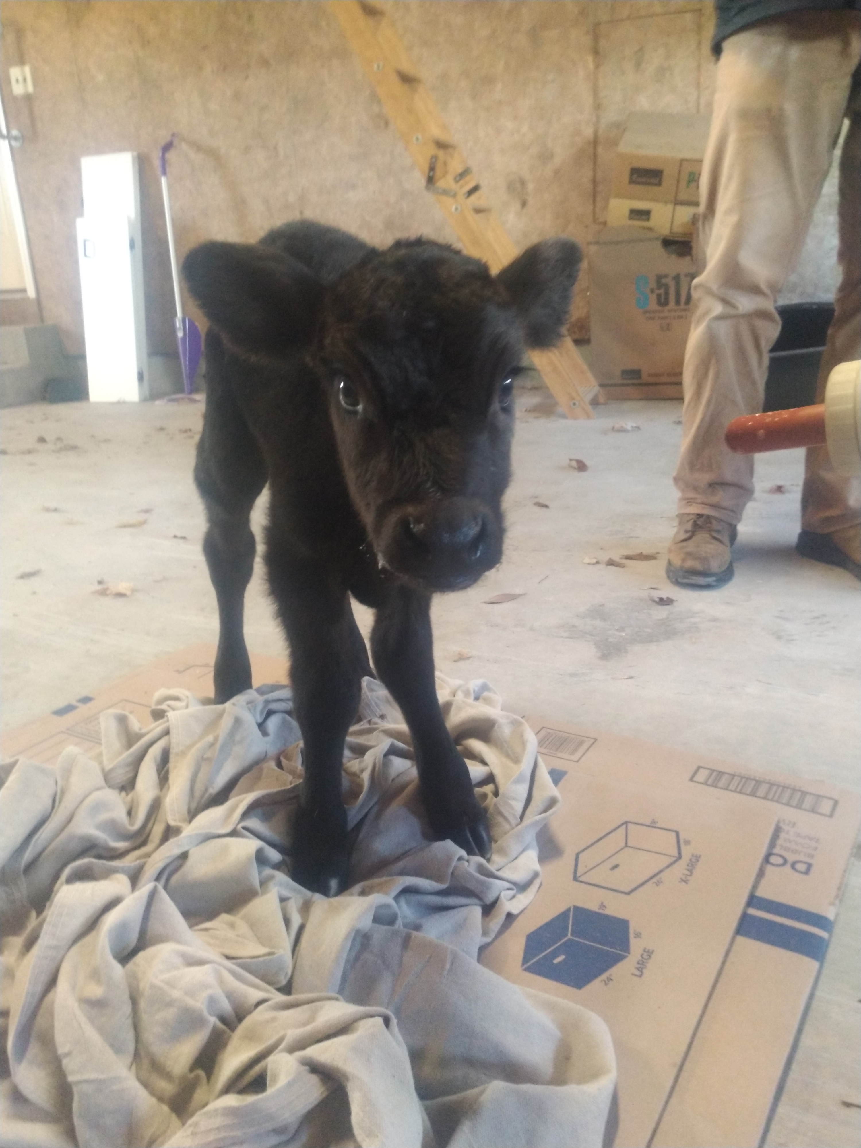 Cute Baby Cow... Calf