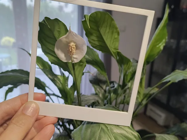 Birthday - Polaroid-Style Photo Frame - Frame your memories!