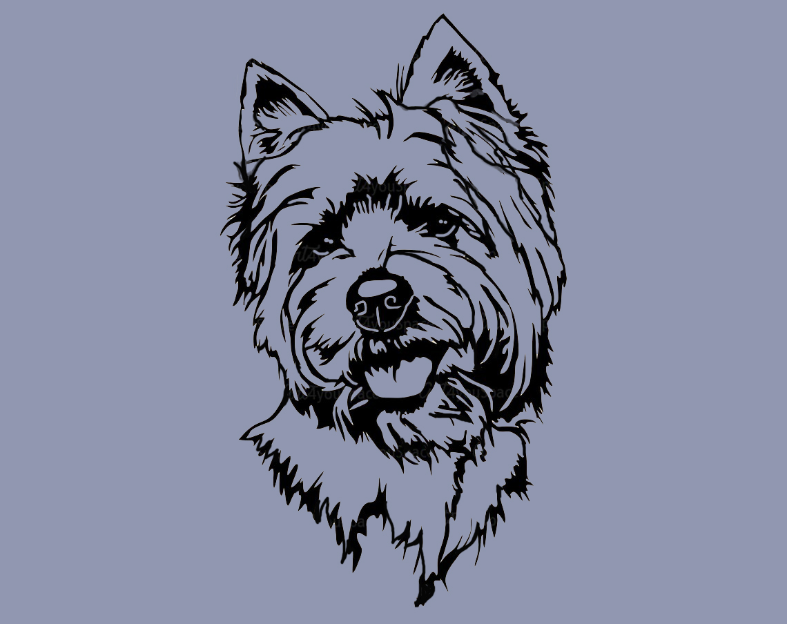 West highland terier