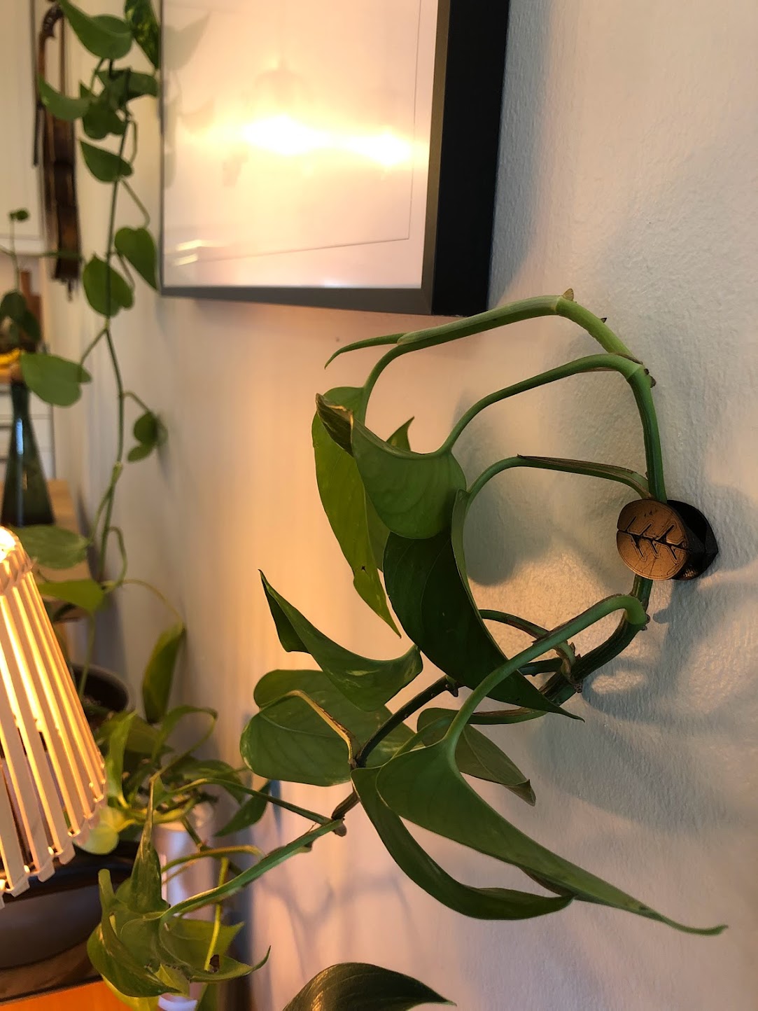 Plant clip