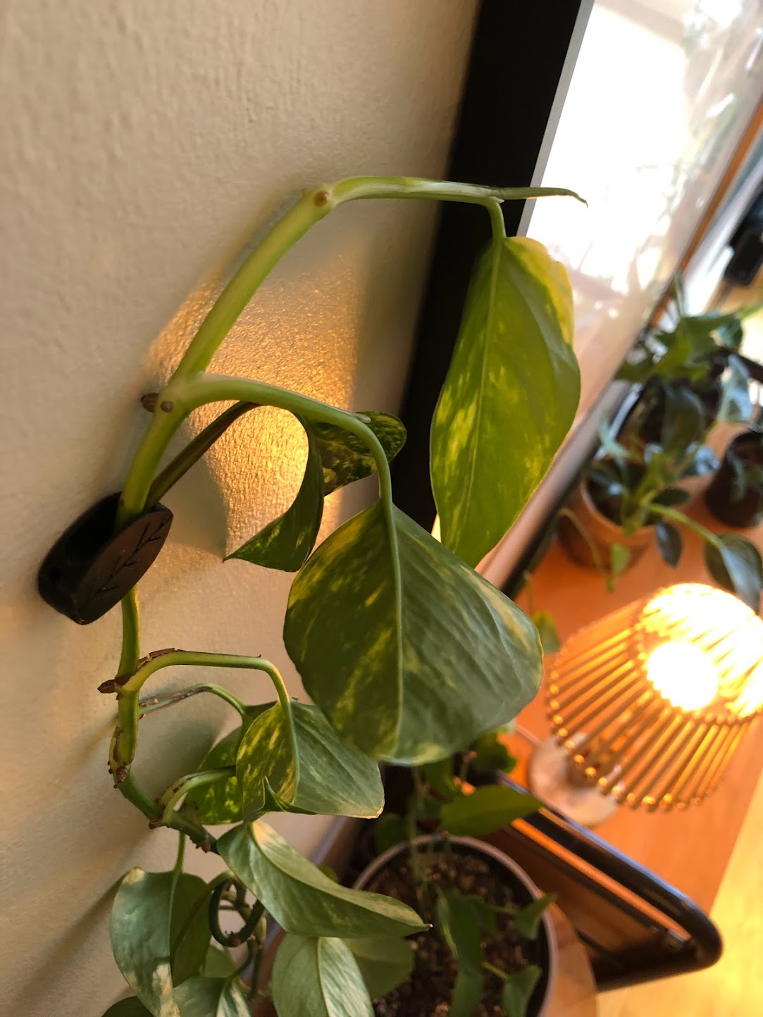 Miniatura 3 do modelo 3D Plant clip