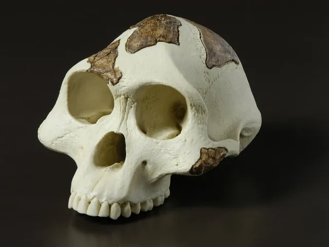 australopithecus skull