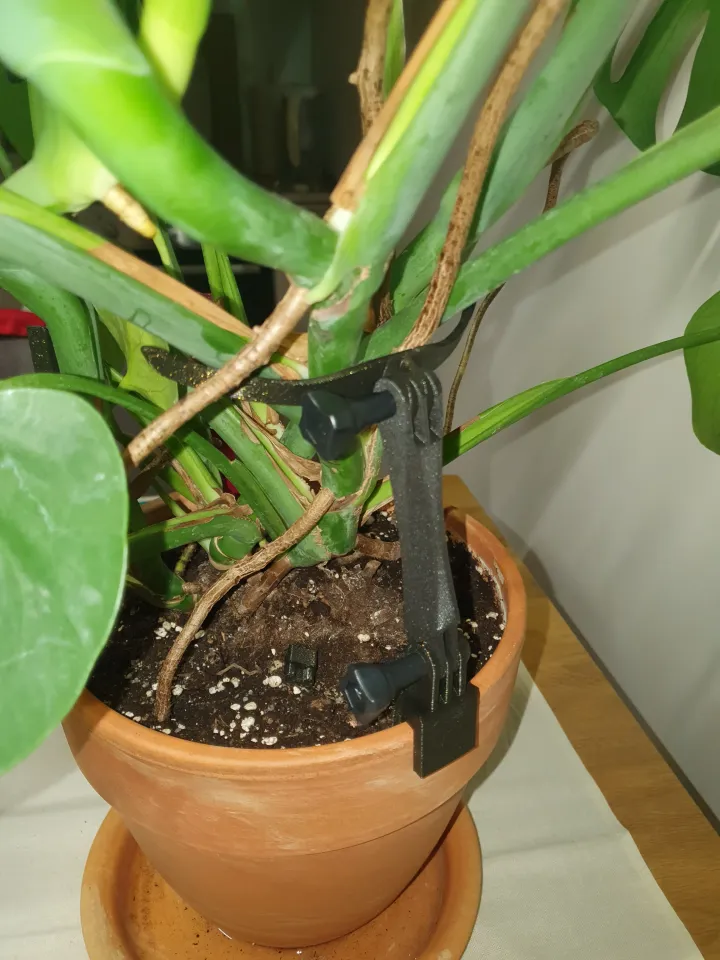 bipennifolium aurea philodendron Philodendron Bipennifolium Aurea — Aroidasia main image 0