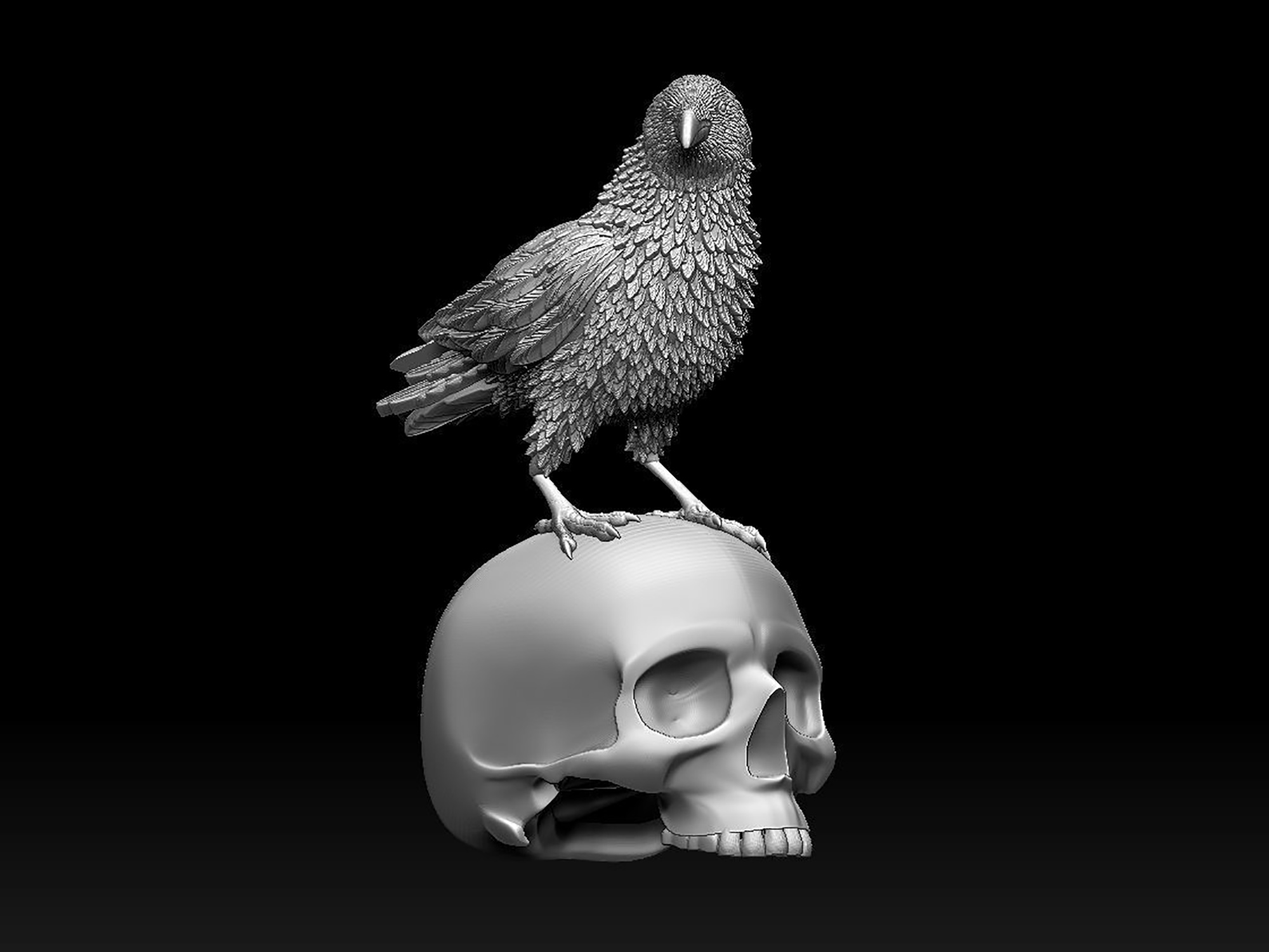 bird crow scull