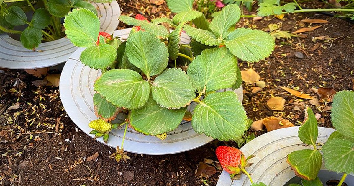 Strawberry Plant Support by edgett Download free STL model