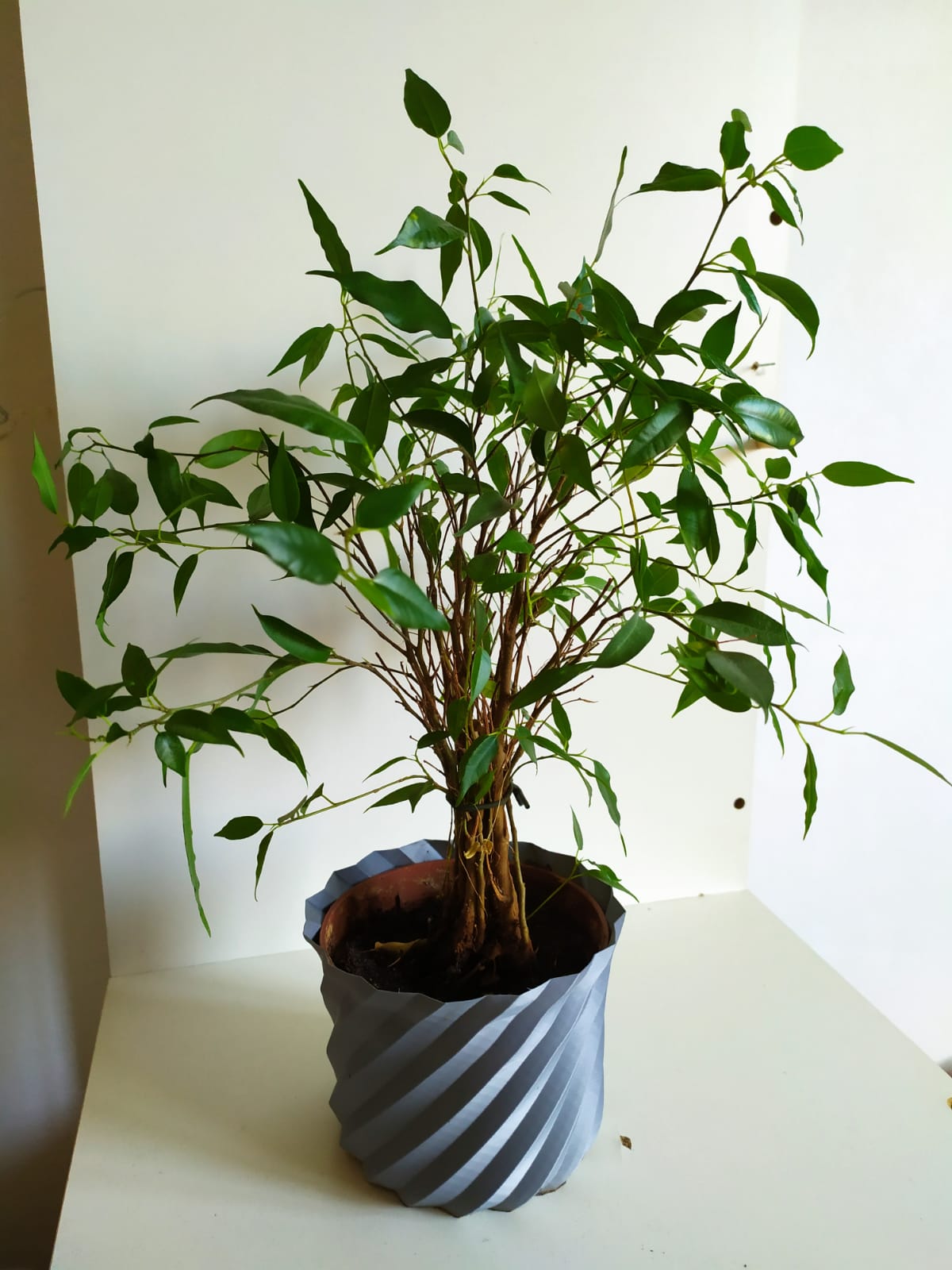 Spiralpot — thumbnail 2
