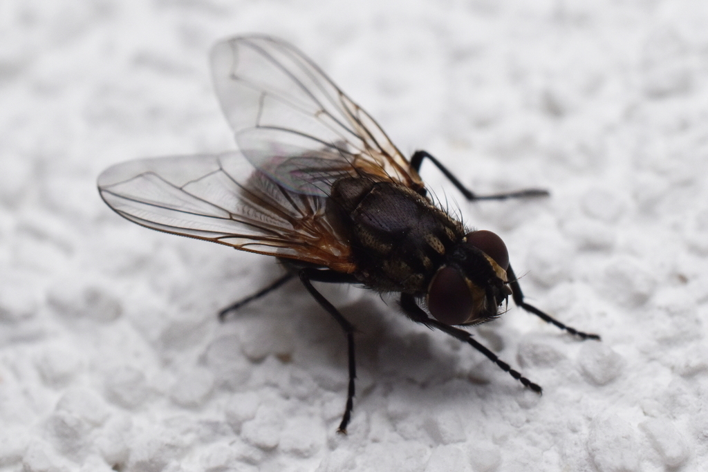 Miniatura 5 do modelo 3D Macro Flash Diffusor
