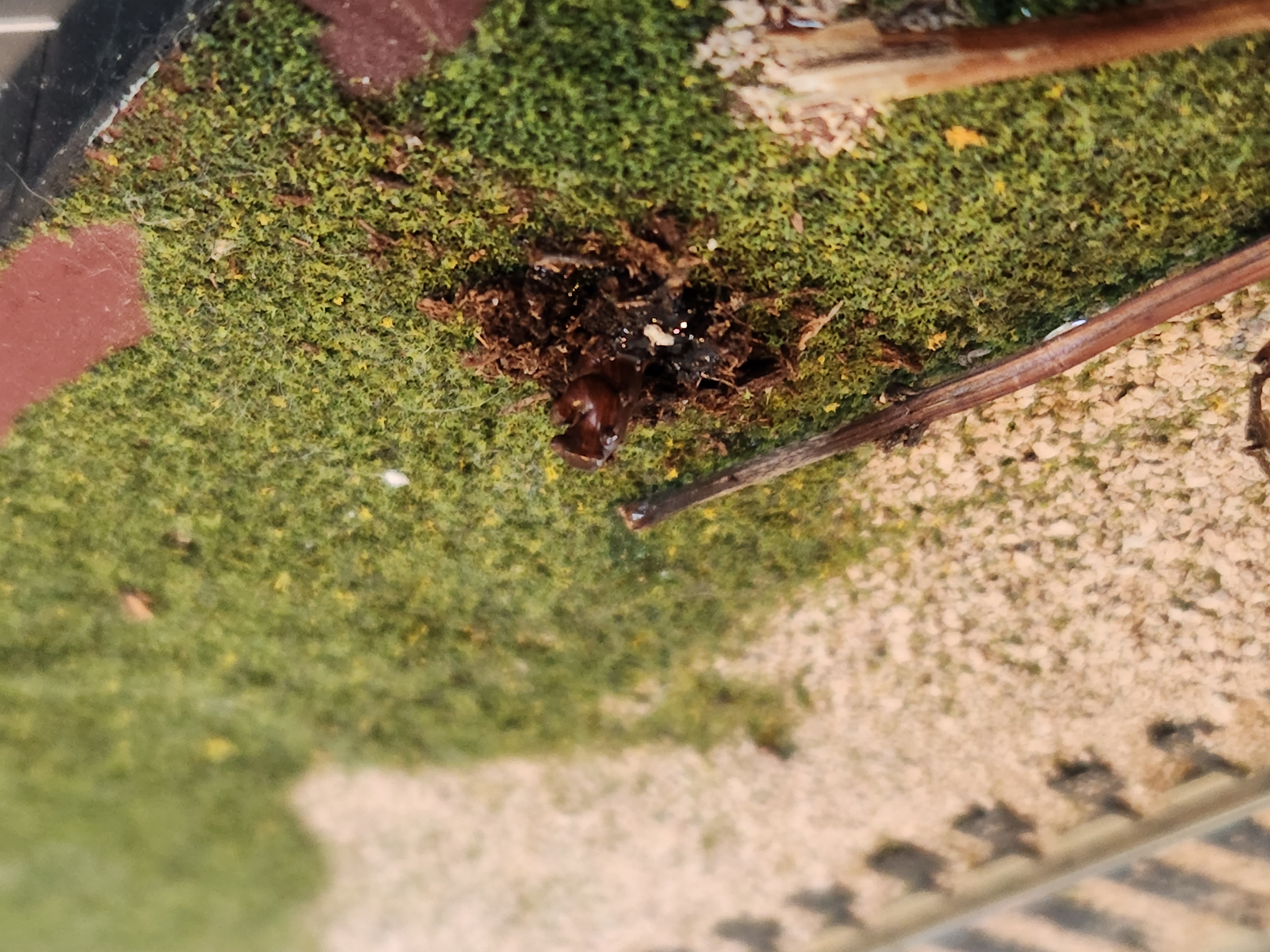 HO Scale Groundhog