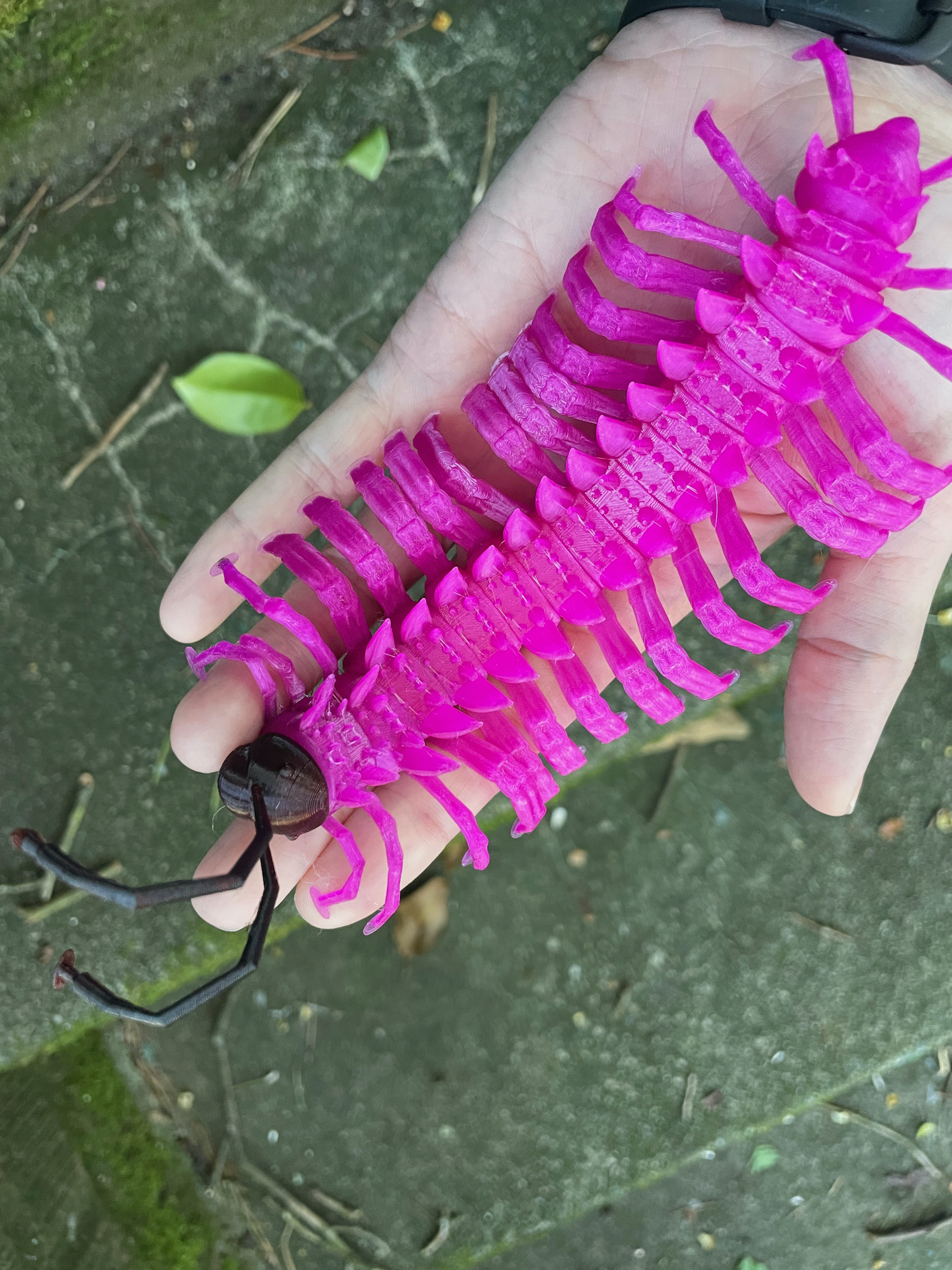 Shocking Pink Dragon Millipede 3D model