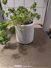 Flowerpot