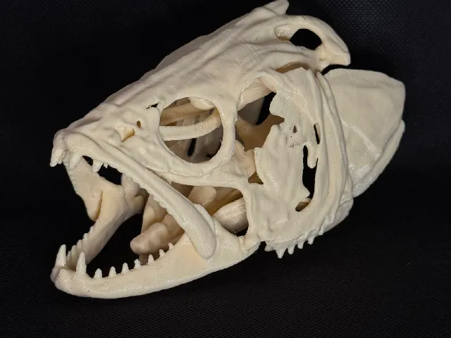 Zander / Pikeperch Fish Skull – 3D Printable Animal Skull Imitation