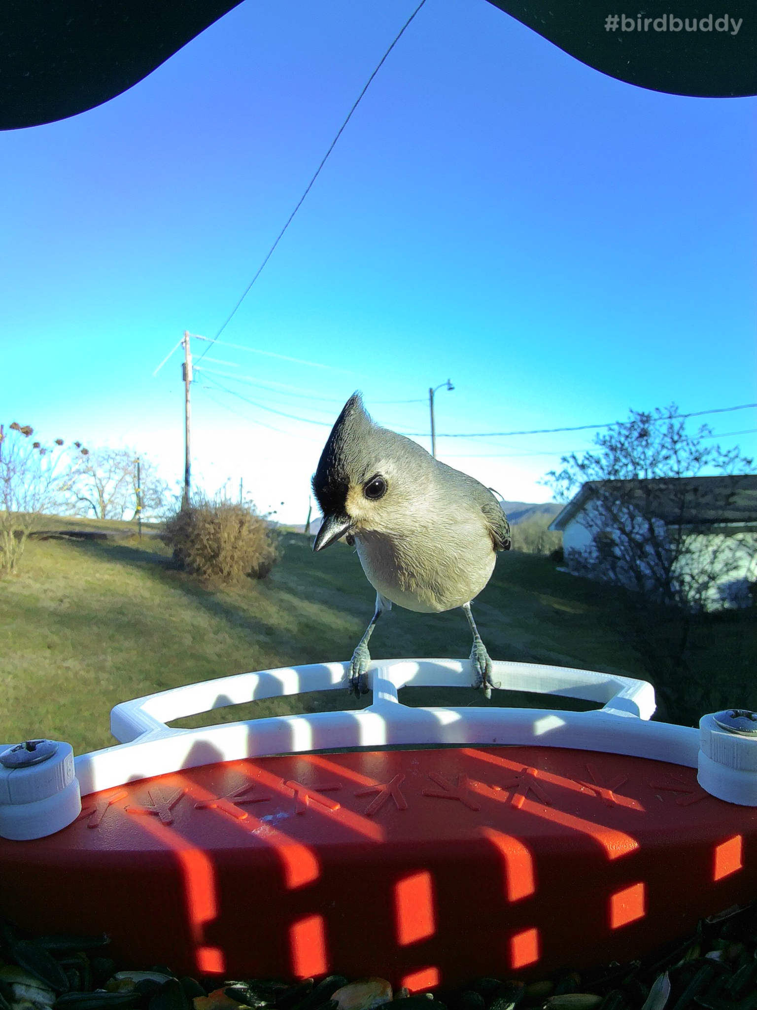 Bird Buddy Front Perch