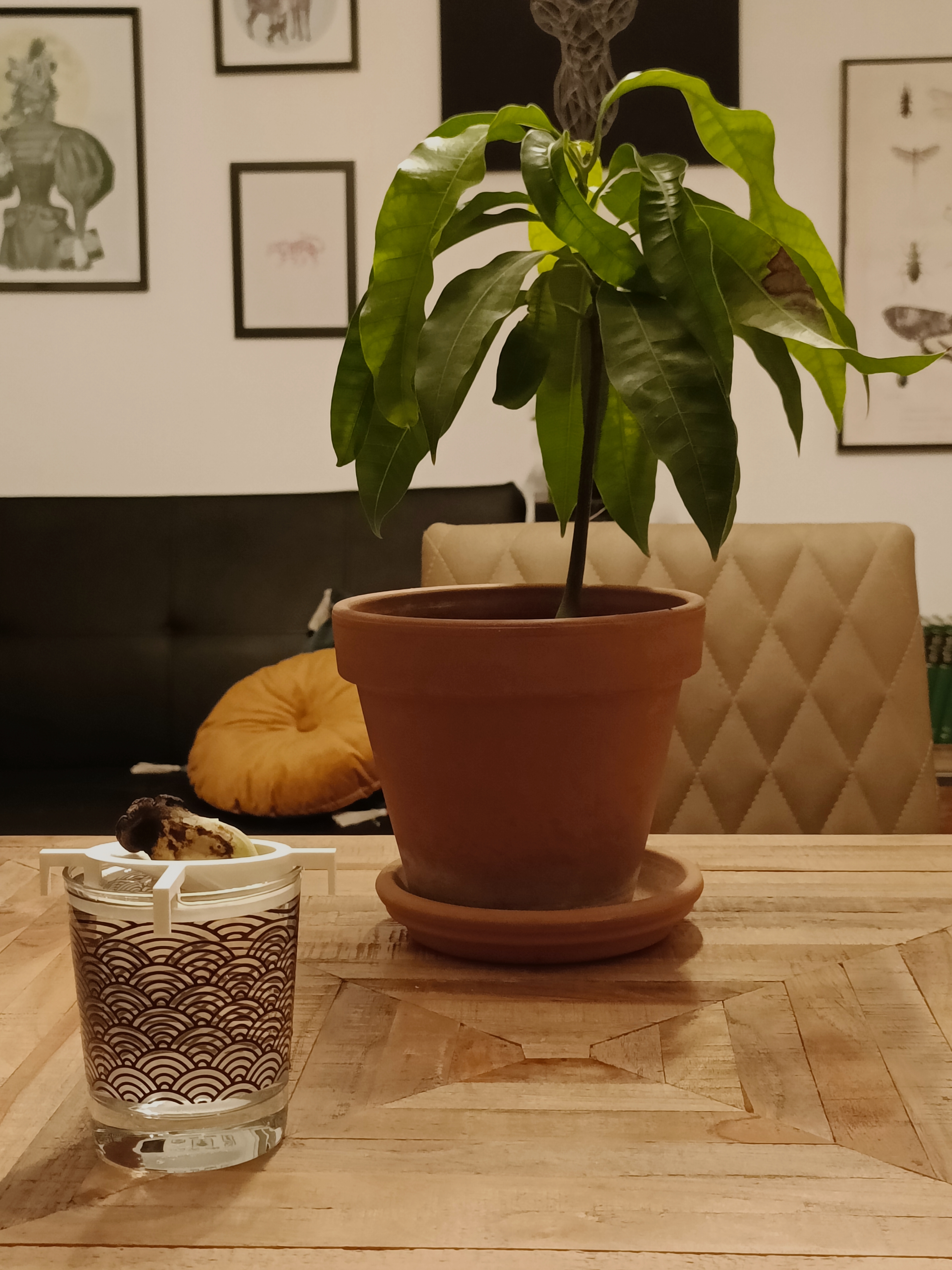 Mango seed holder
