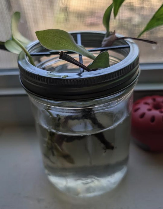 Plant Cutting Holder for Wide Mouth Mason Jar